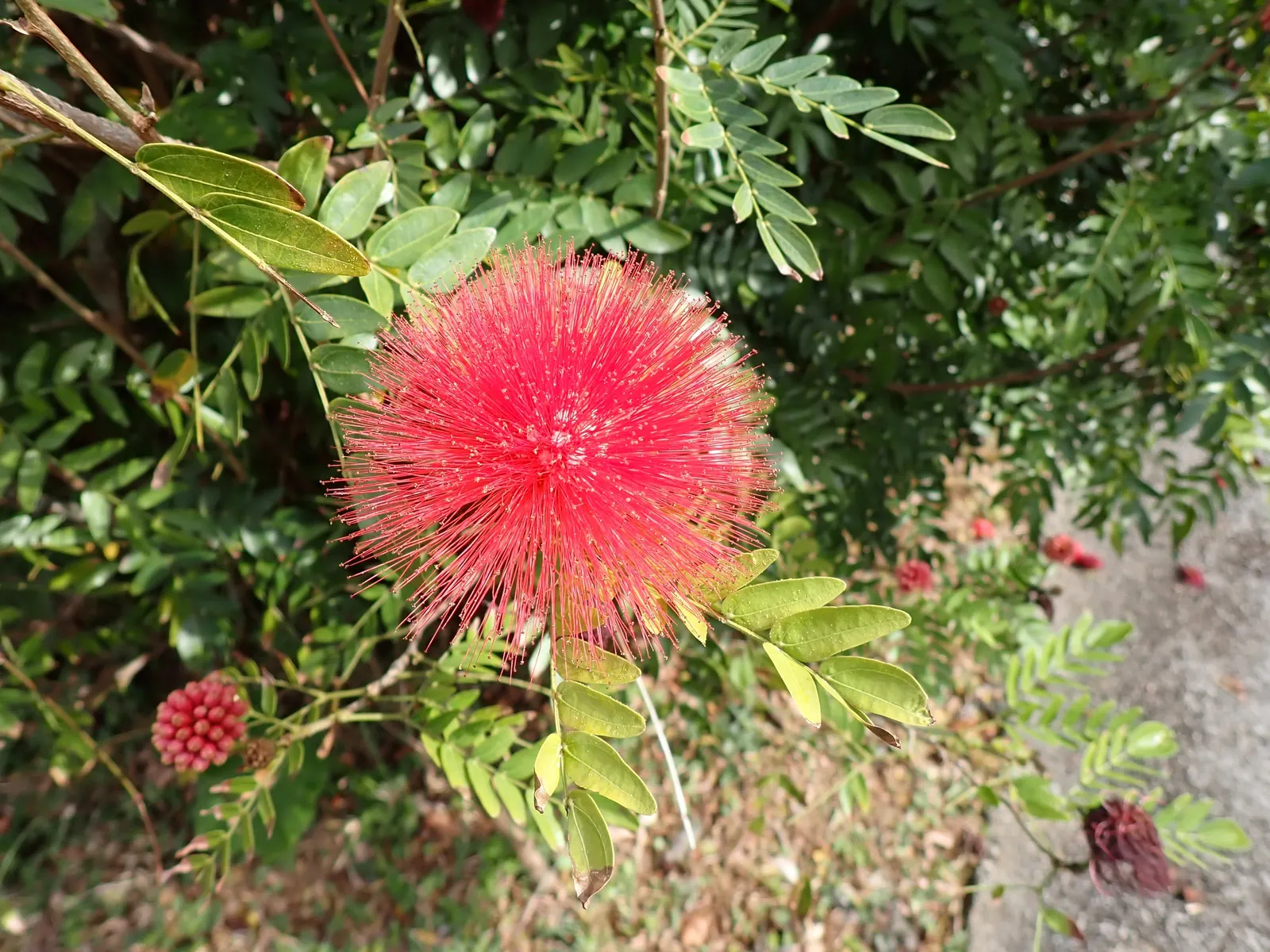 Pink Powder Puff (Calliandra Haematocephala) — is an enchanting evergreen shrub that provides a unique flair to any landscape design; with a, image 74