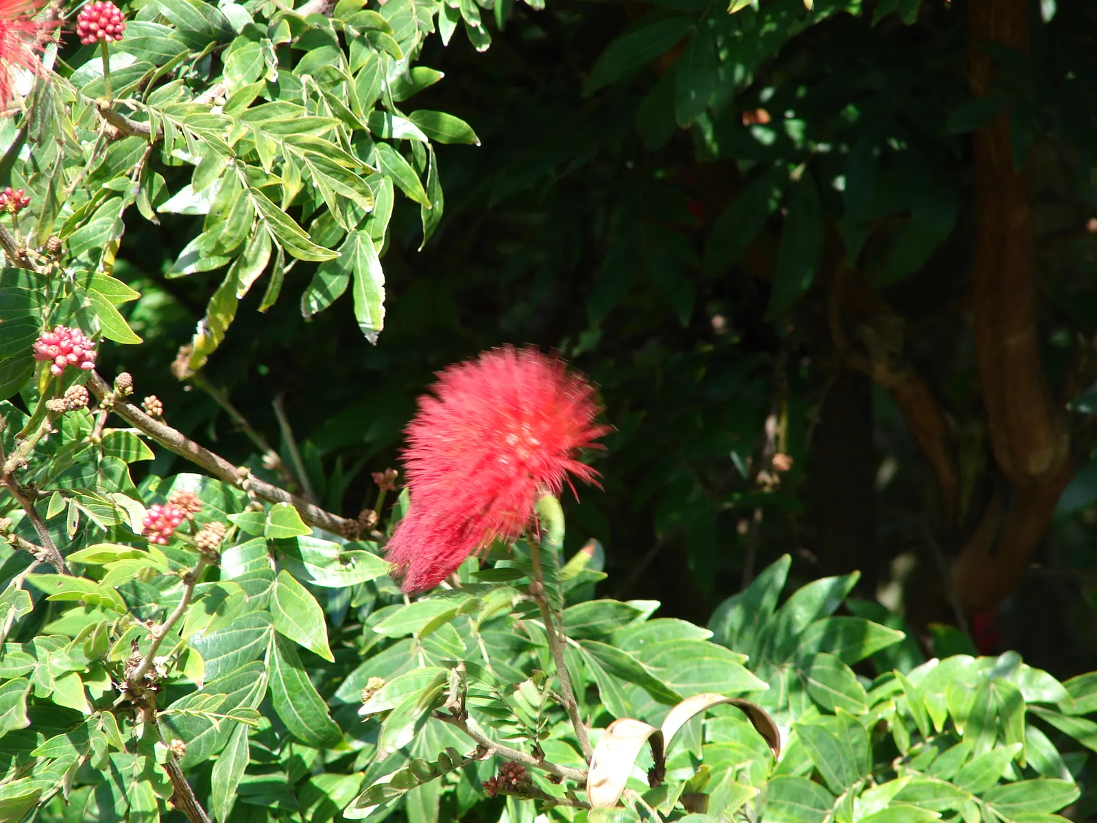 Pink Powder Puff (Calliandra Haematocephala) — this plant boasts a moderate size that can fit well in larger garden spaces; the Pink Powder Puff (Calliandra