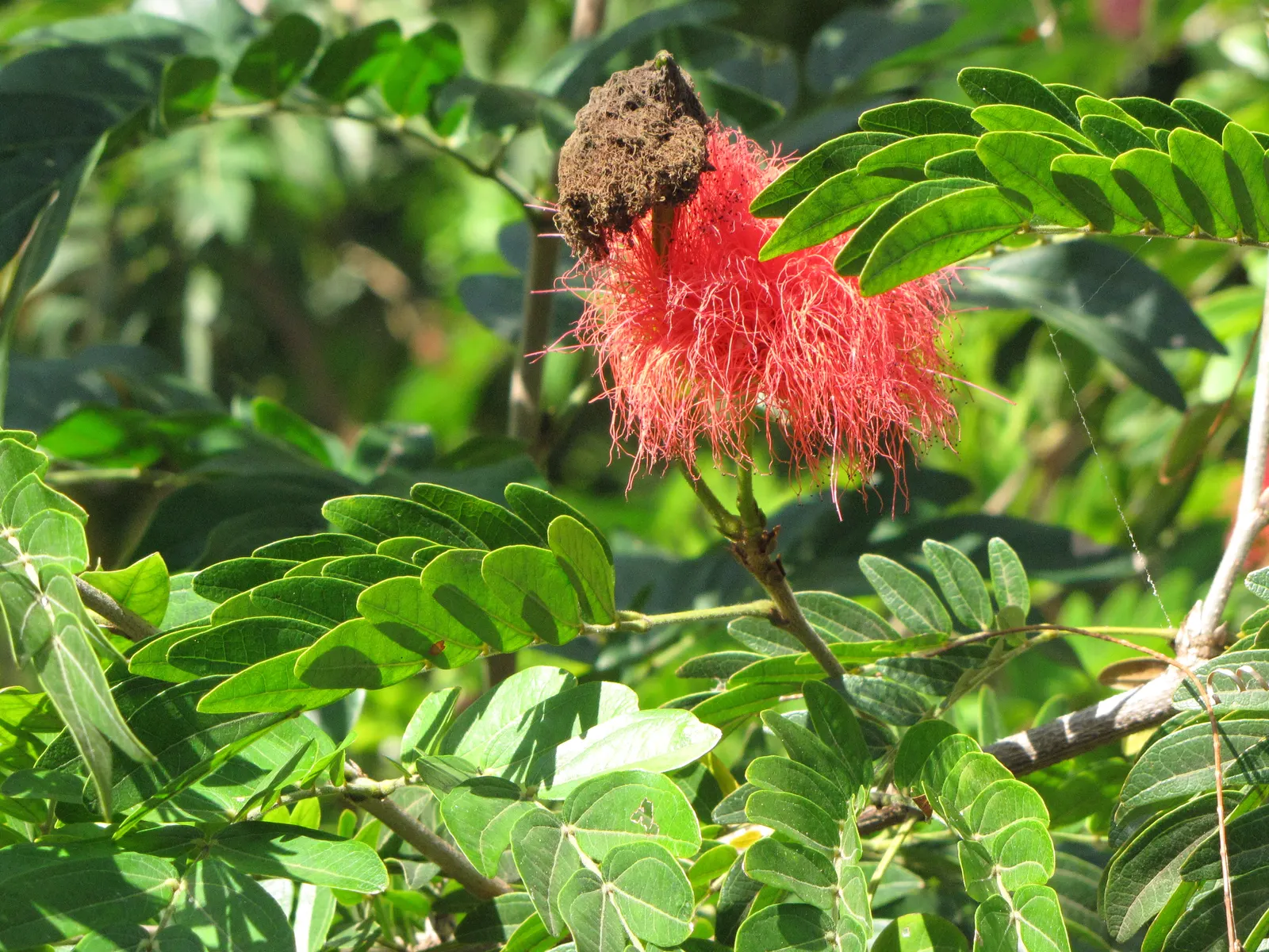 Pink Powder Puff (Calliandra Haematocephala) — providing a nearly year-round display of vibrant color and texture; shrub with red blooms