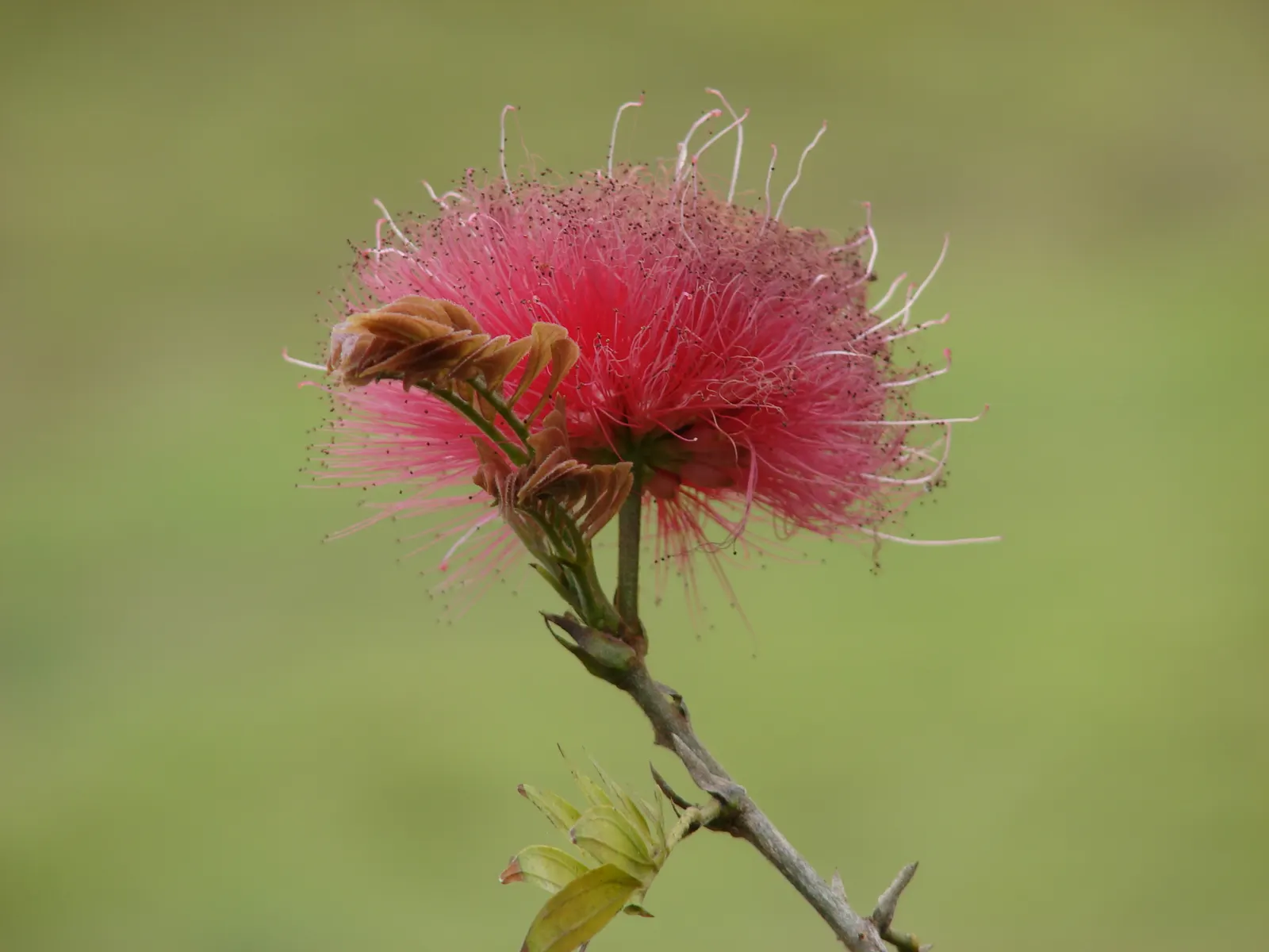 Pink Powder Puff (Calliandra Haematocephala) — The Pink Powder Puff (Calliandra haematocephala) is a tropical; prefers full sun to partial shade and