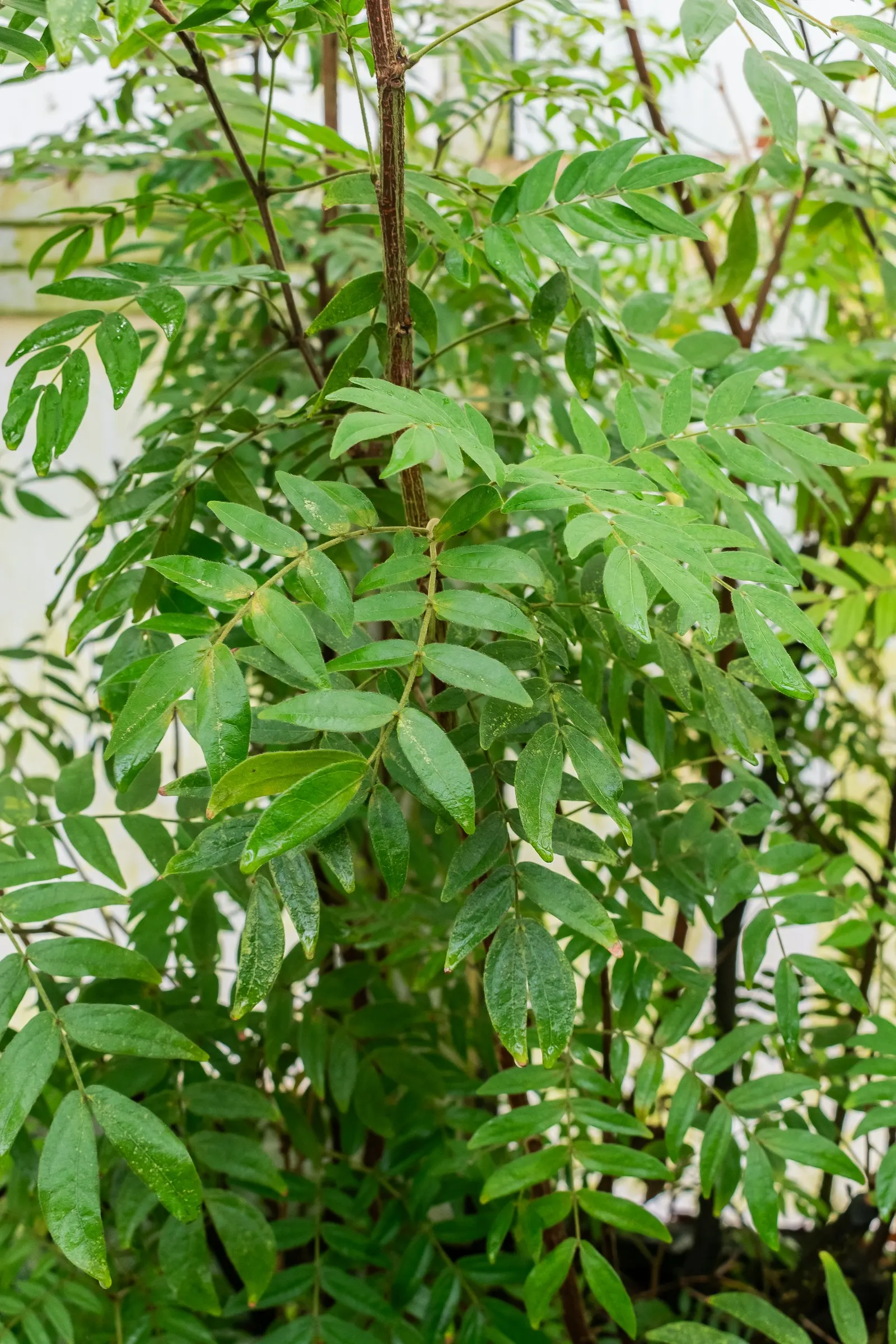 Pink Powder Puff (Calliandra Haematocephala) — Hardy to USDA Zone 9, it's a stunning choice for warm climates; it's an ideal choice for clients, image 50
