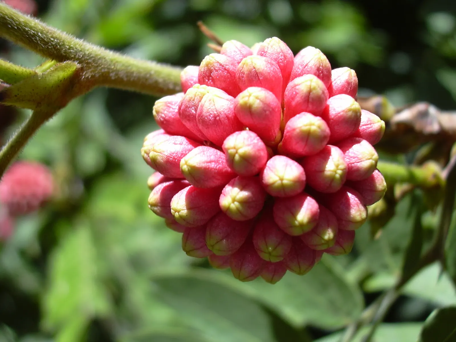 Pink Powder Puff (Calliandra Haematocephala) — red flowers in the garden; prune to maintain shape and encourage dense foliage