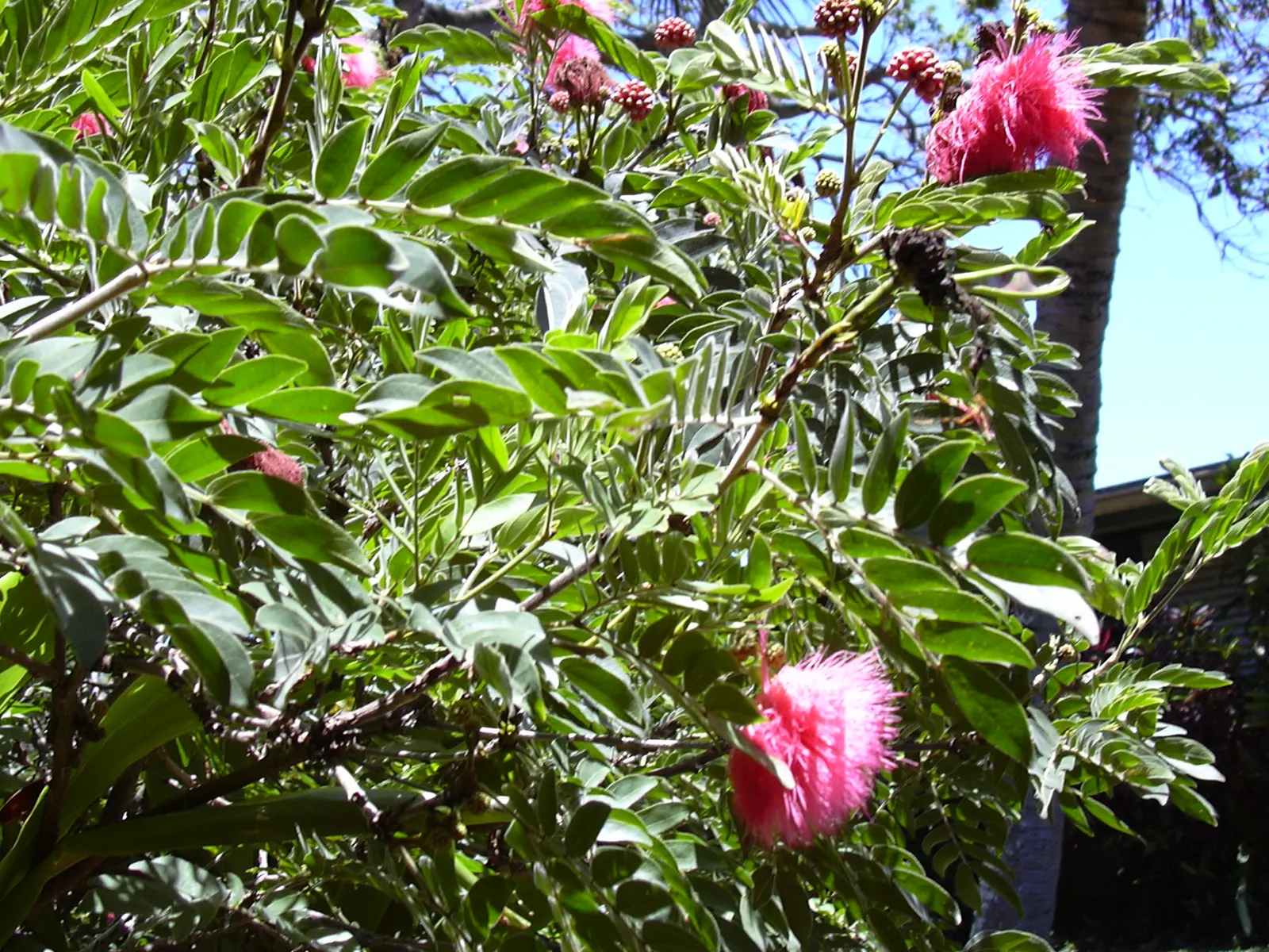 Pink Powder Puff (Calliandra Haematocephala) — the Pink Powder Puff prefers full sun to partial shade and flourishes in well-drained soils