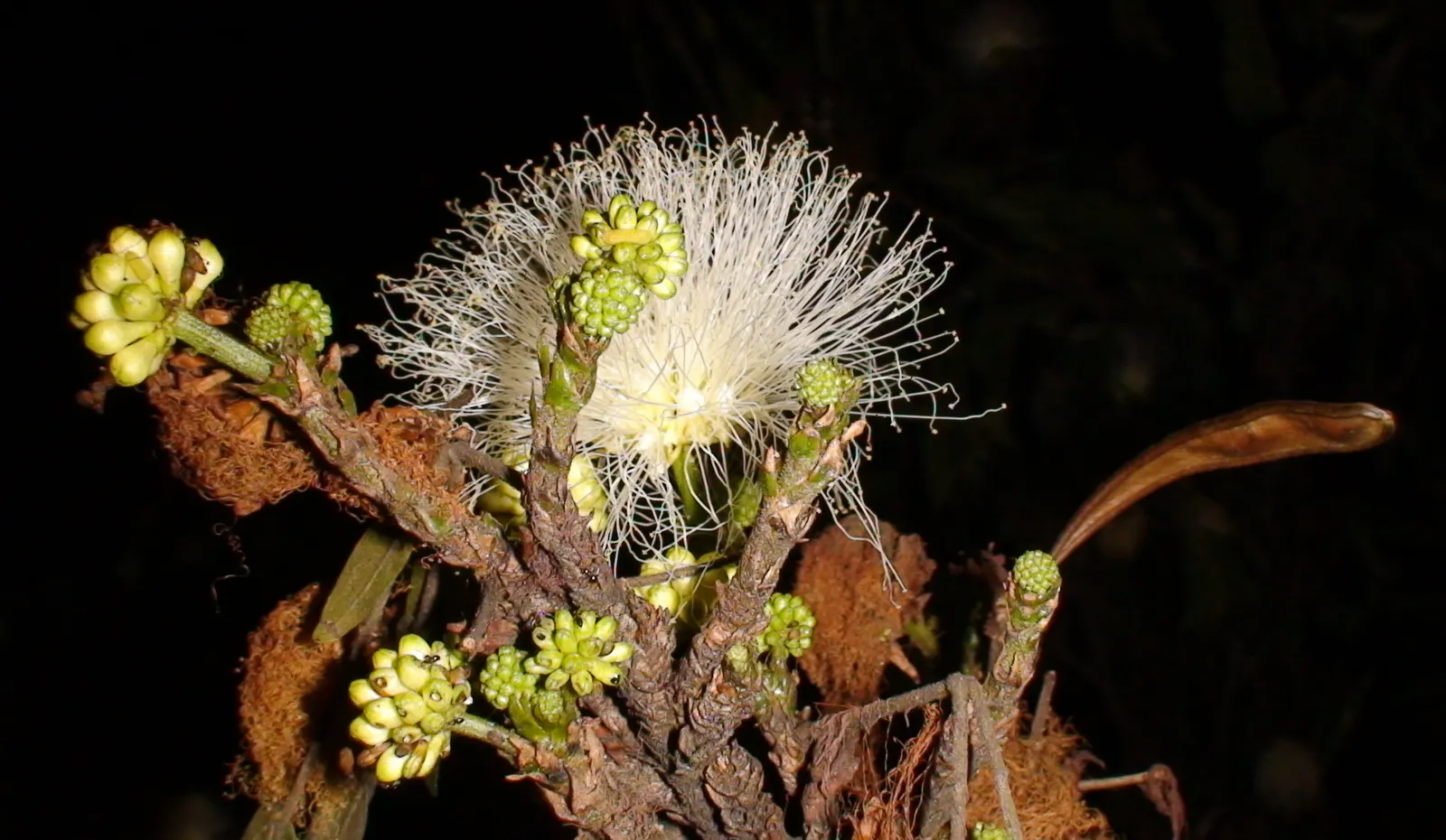 Pink Powder Puff (Calliandra Haematocephala) — which resemble soft powder puffs; regular watering is essential to establish the shrub, although once matured