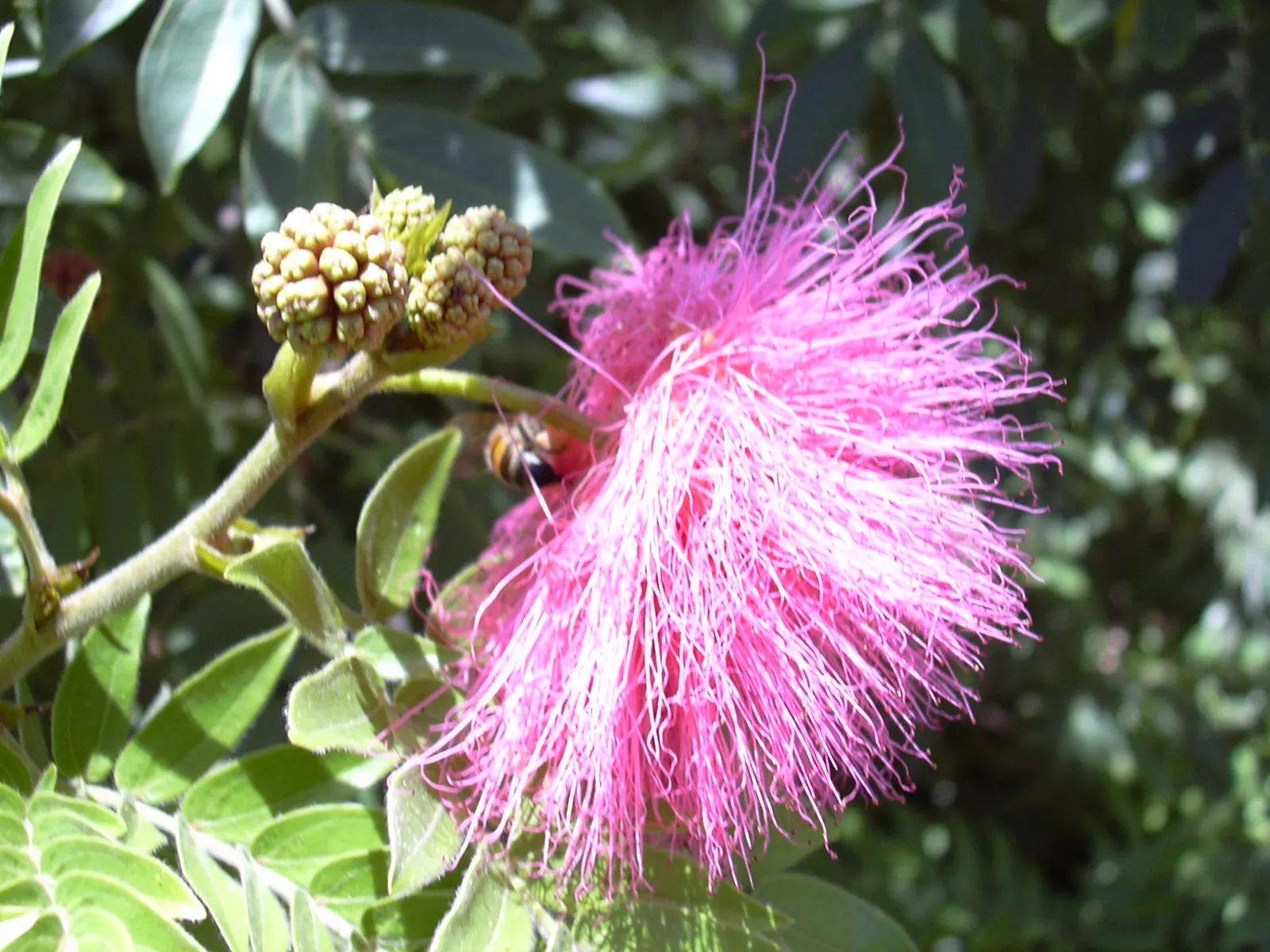 Pink Powder Puff (Calliandra Haematocephala) — Its multi-stemmed habit is often laden with eye-catching fluffy pink flowers