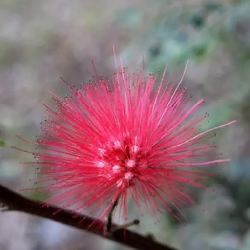 Pink Powder Puff (Calliandra Haematocephala) — shrub for full; while also integrating a habitat-friendly component for local wildlife, image 132