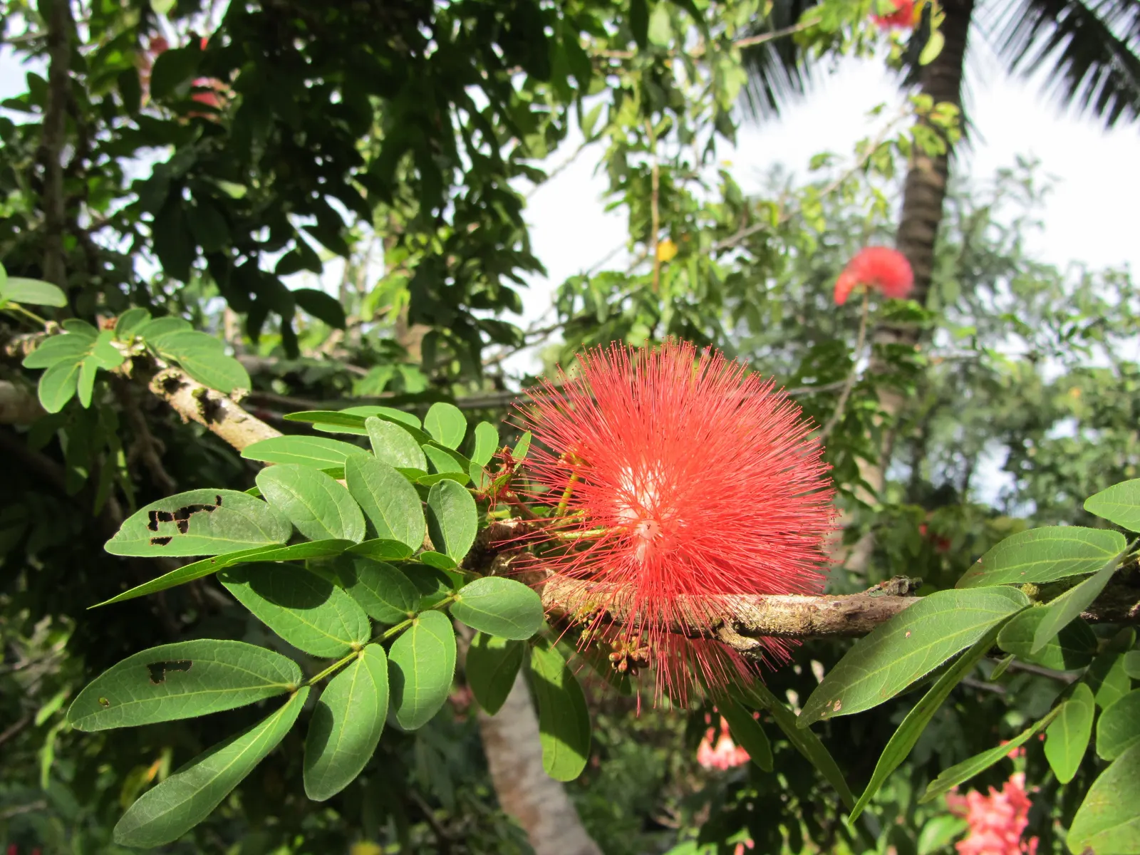 Pink Powder Puff (Calliandra Haematocephala) — which resemble soft powder puffs; regular watering is essential to establish the shrub, although, image 56