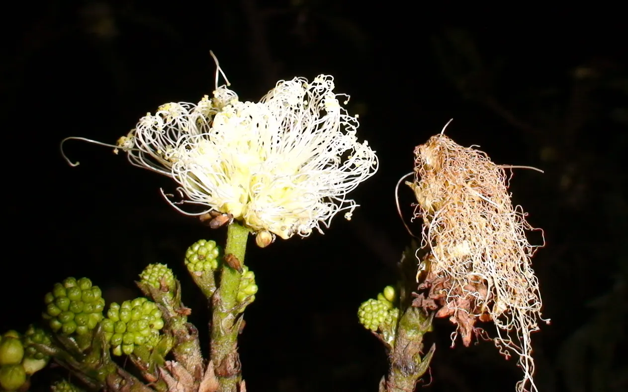 Pink Powder Puff (Calliandra Haematocephala) — With a typical growth height between 10 to 15 feet and a spread of 6 to 10 feet; providing a nearly year-round
