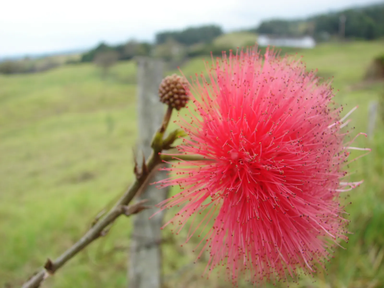 Pink Powder Puff (Calliandra Haematocephala) — Regular watering is essential to establish the shrub, although once matured, it can handle occasional droughts