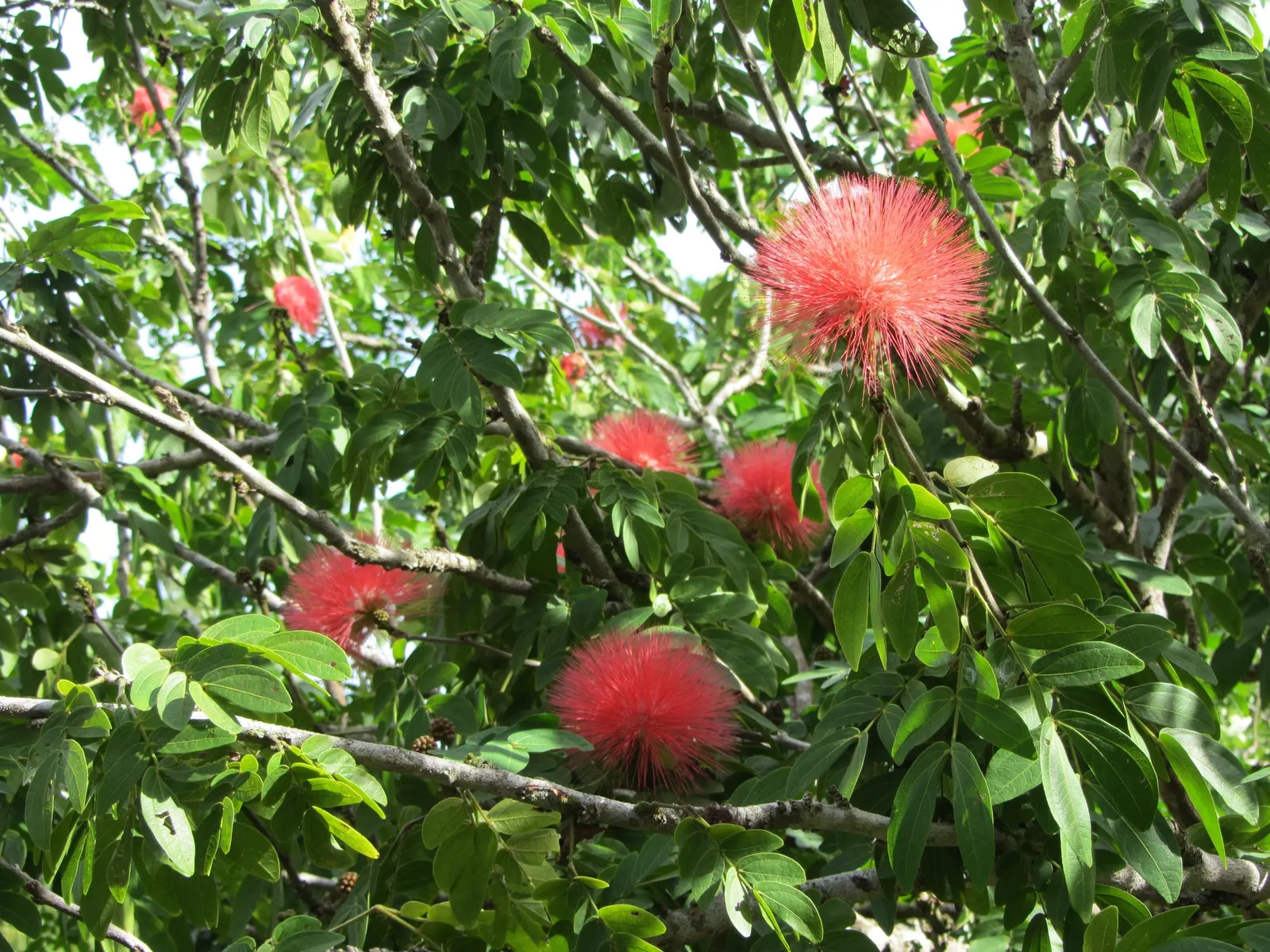Pink Powder Puff (Calliandra Haematocephala) — Regular watering is essential to establish the shrub, although once matured, it can handle, image 59