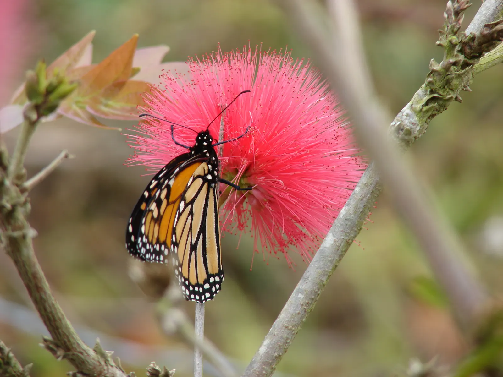 Pink Powder Puff (Calliandra Haematocephala) — This eye-catcher reaches 10-15 feet in height and spread, adding a soft, feathery texture to gardens, image 47