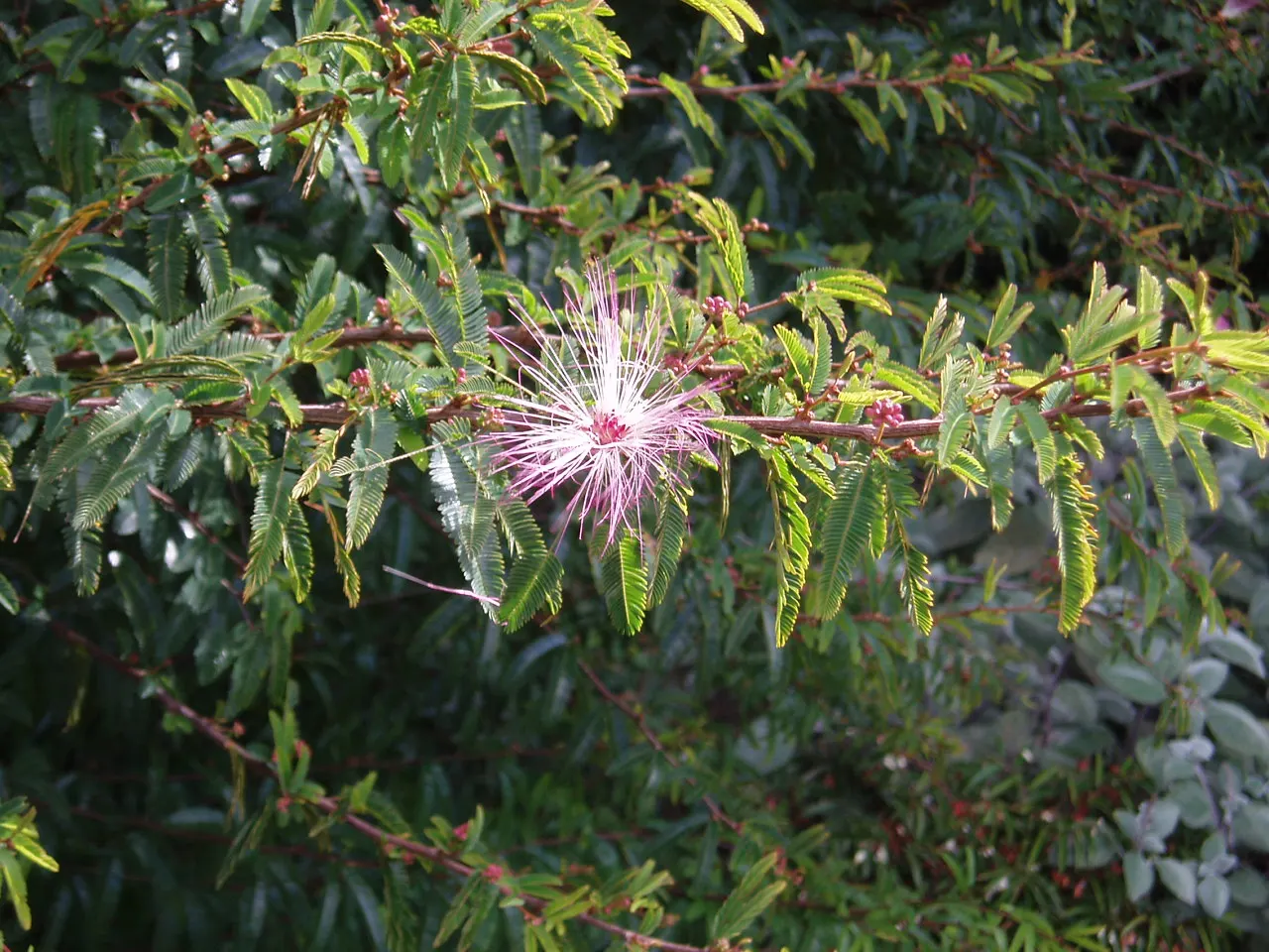 Pink Powder Puff (Calliandra Haematocephala) — This eye-catcher reaches 10-15 feet in height and spread, adding a soft, feathery texture to gardens, image 157
