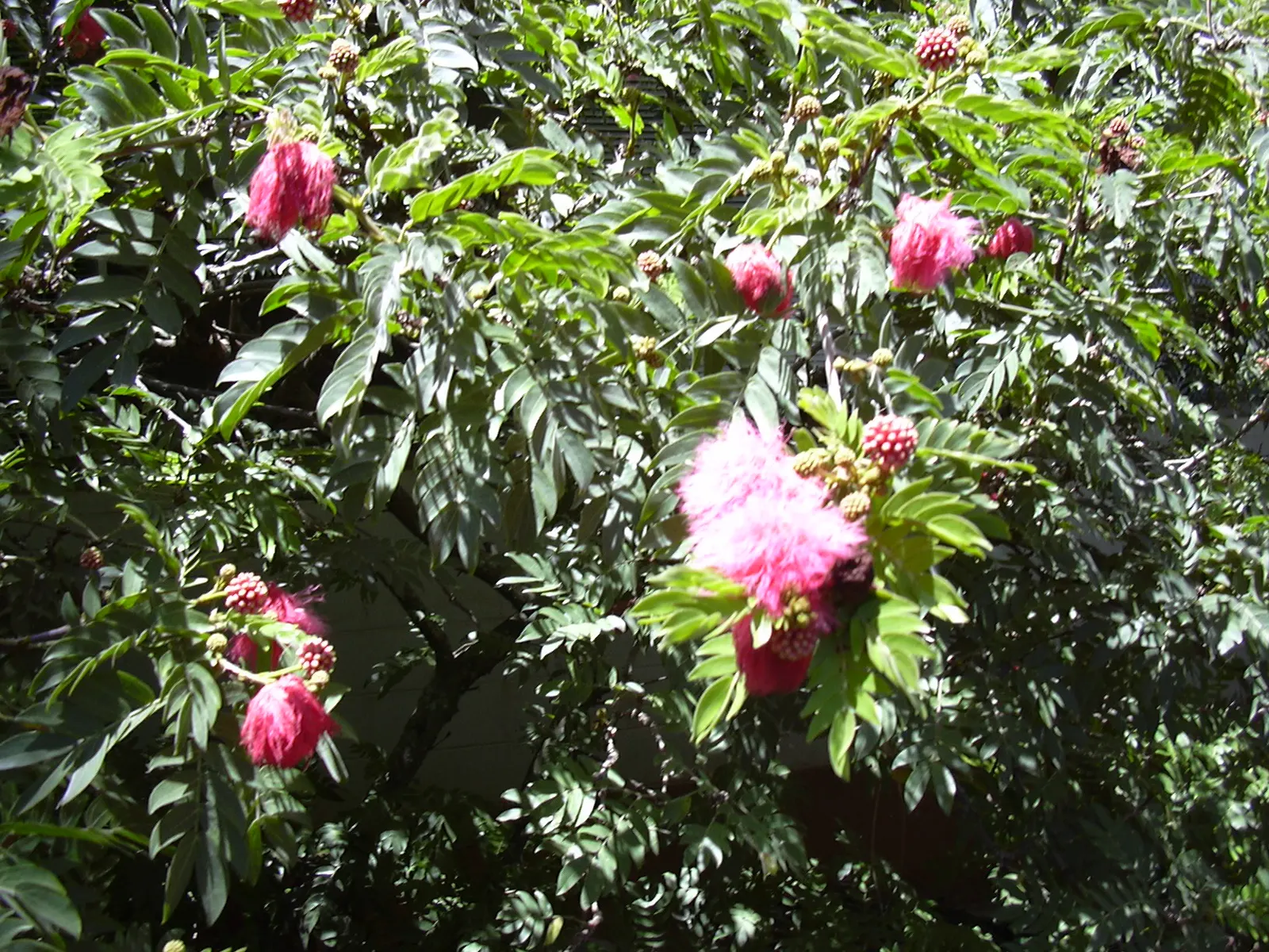 Pink Powder Puff (Calliandra Haematocephala) — It's an ideal choice for clients interested in attracting pollinators