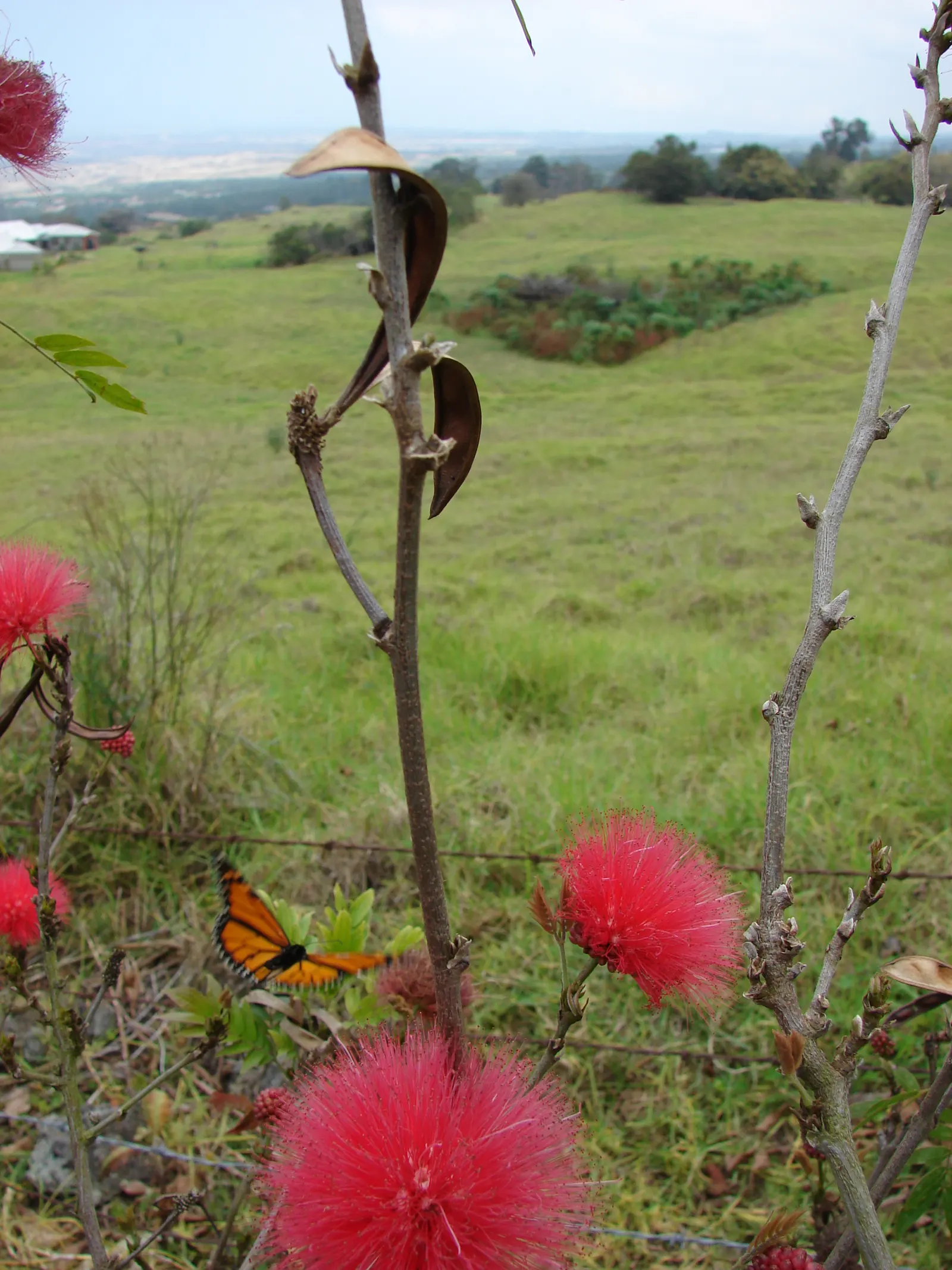 Pink Powder Puff (Calliandra Haematocephala) — and can span up to 3 inches in diameter.<br><br>Hardy in USDA zones 9 through 11