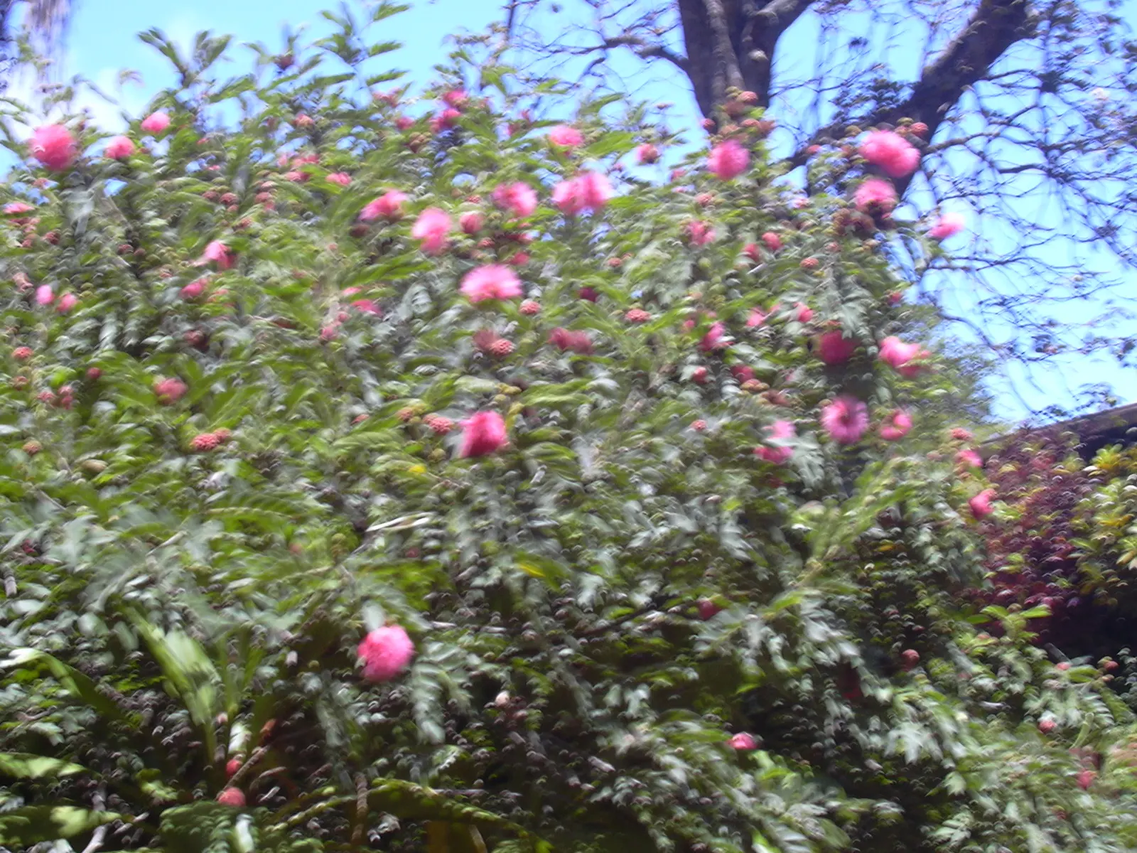 Pink Powder Puff (Calliandra Haematocephala) — This eye-catcher reaches 10-15 feet in height and spread, adding a soft, feathery texture to gardens, image 25