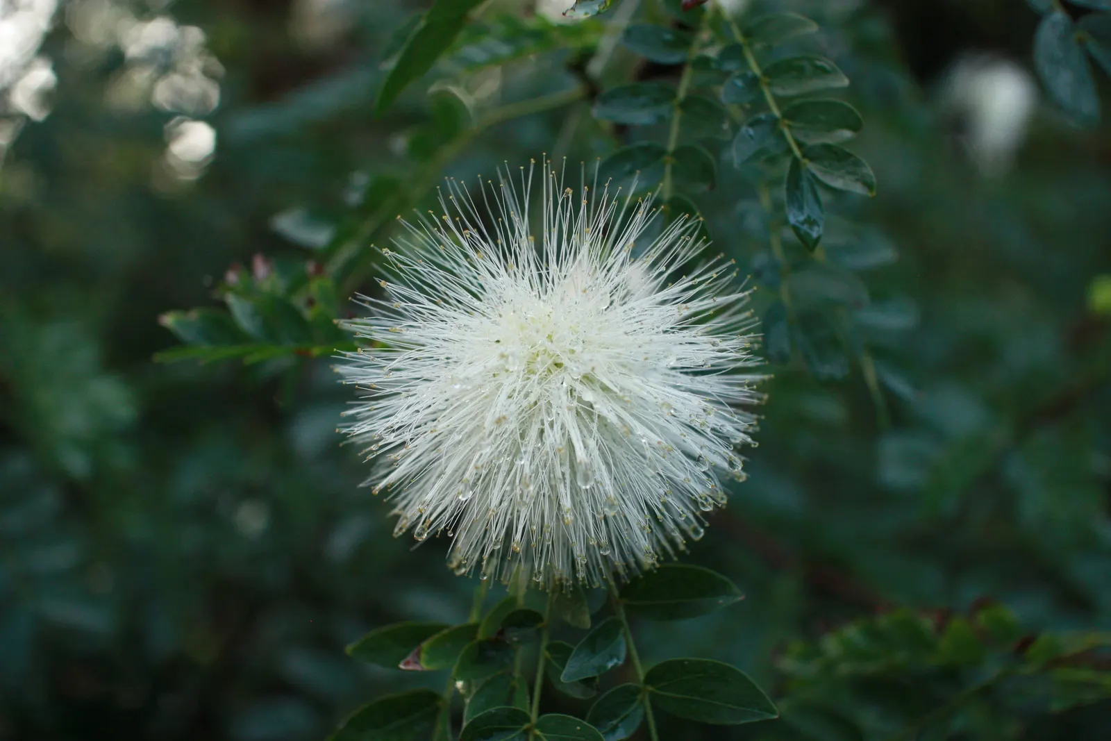 Pink Powder Puff (Calliandra Haematocephala) — Its multi-stemmed habit is often laden with eye-catching fluffy pink flowers; is an enchanting, image 55