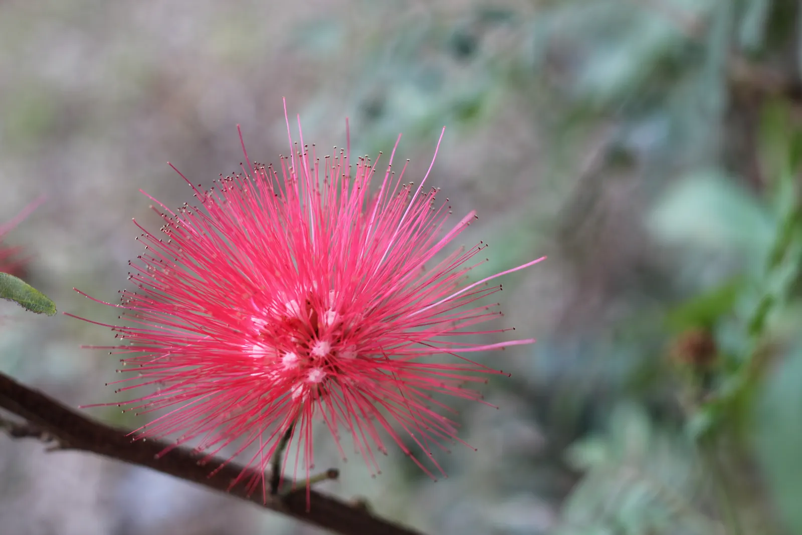 Pink Powder Puff (Calliandra Haematocephala) — and can span up to 3 inches in diameter.<br><br>Hardy in USDA zones 9 through 11; shrub for full, image 167