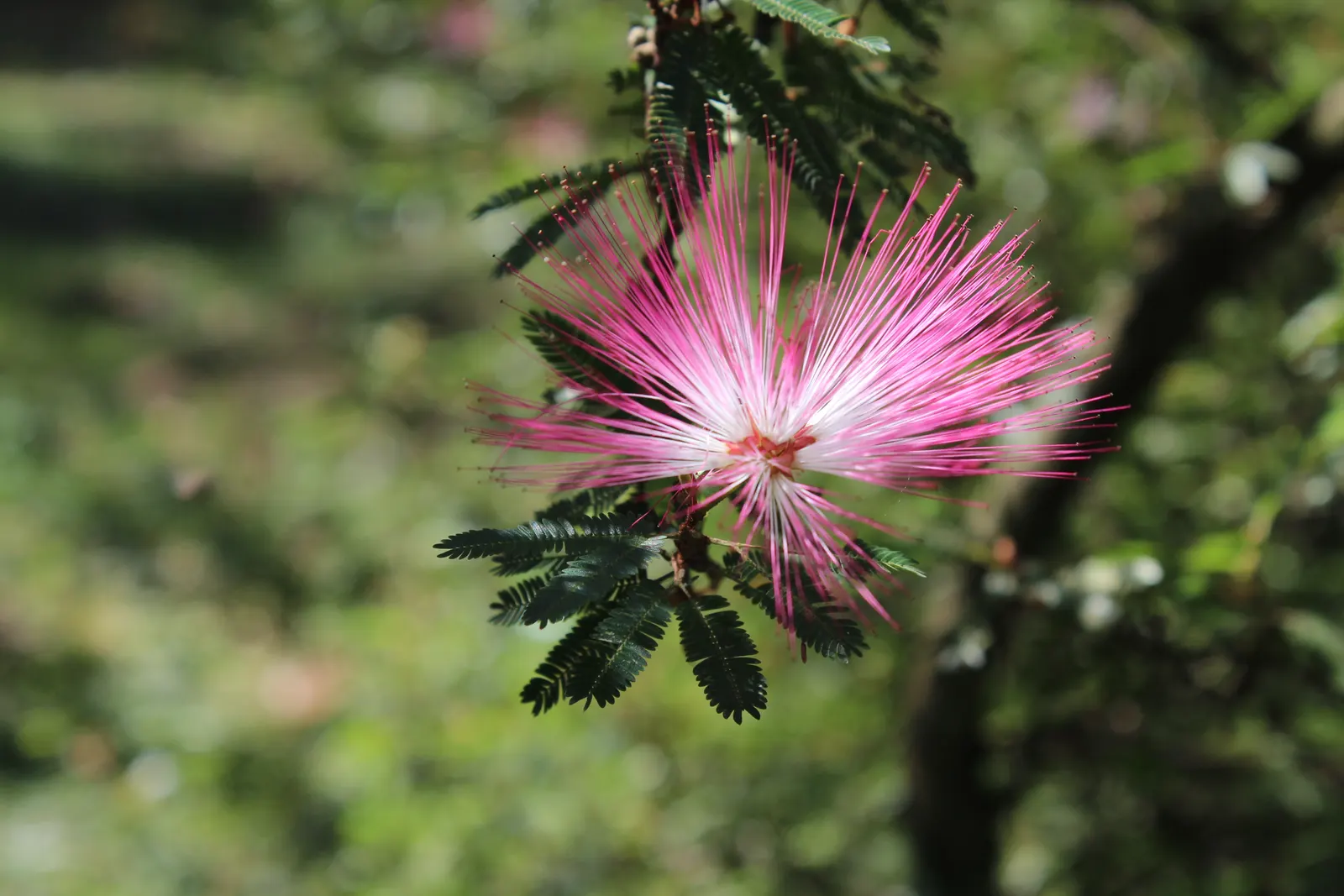 Pink Powder Puff (Calliandra Haematocephala) — shrub with red blooms; which resemble soft powder puffs, image 131