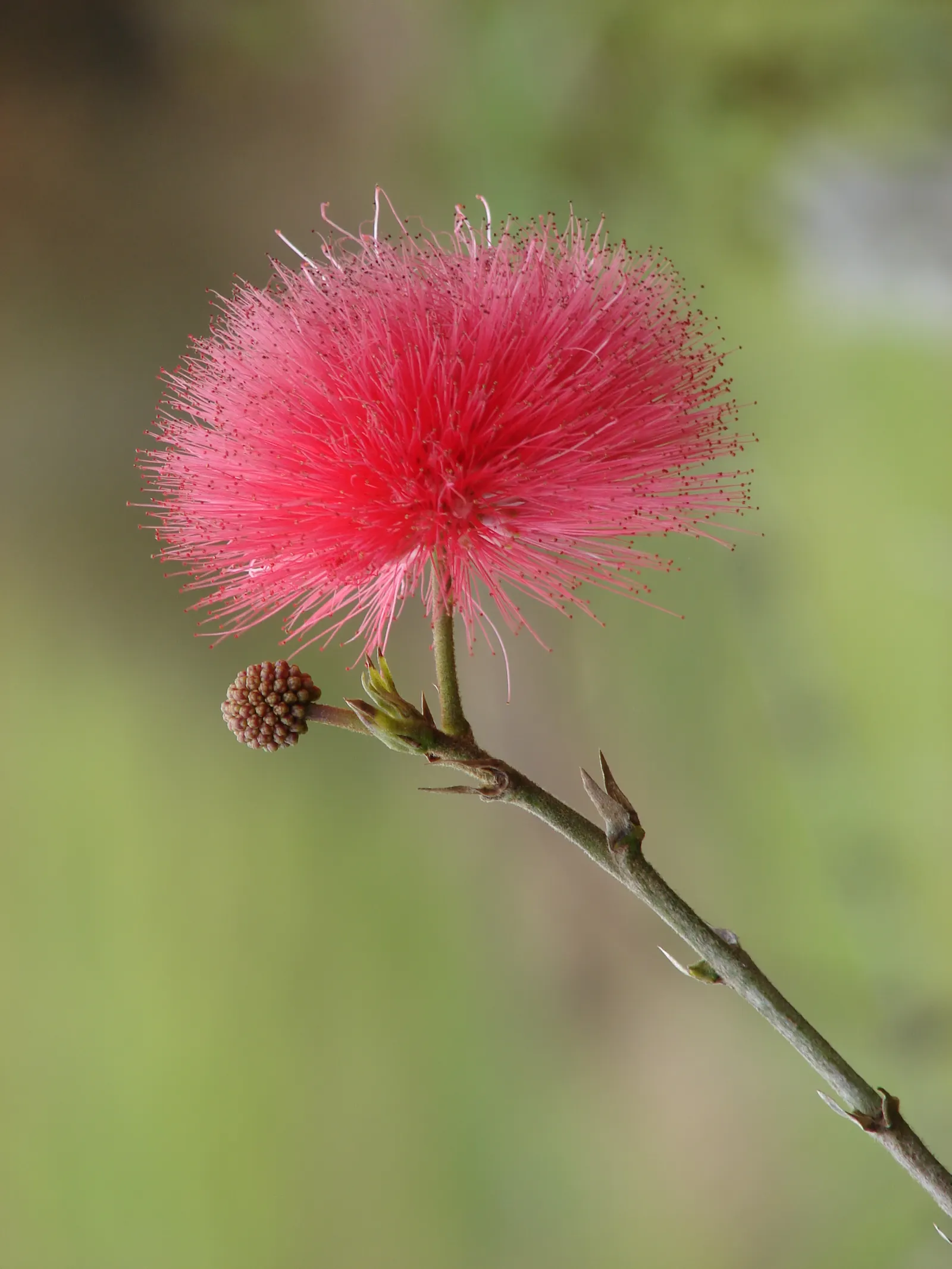 Pink Powder Puff (Calliandra Haematocephala) — Prefers full sun to partial shade and well-drained soil; this eye-catcher reaches 10-15 feet in height and