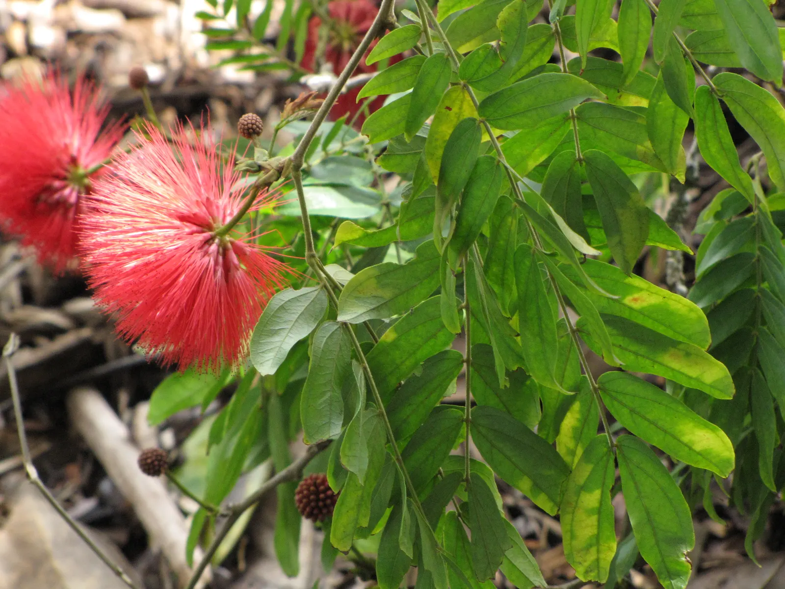 Pink Powder Puff (Calliandra Haematocephala) — Prune to maintain shape and encourage dense foliage; this plant boasts a moderate size that can fit, image 49