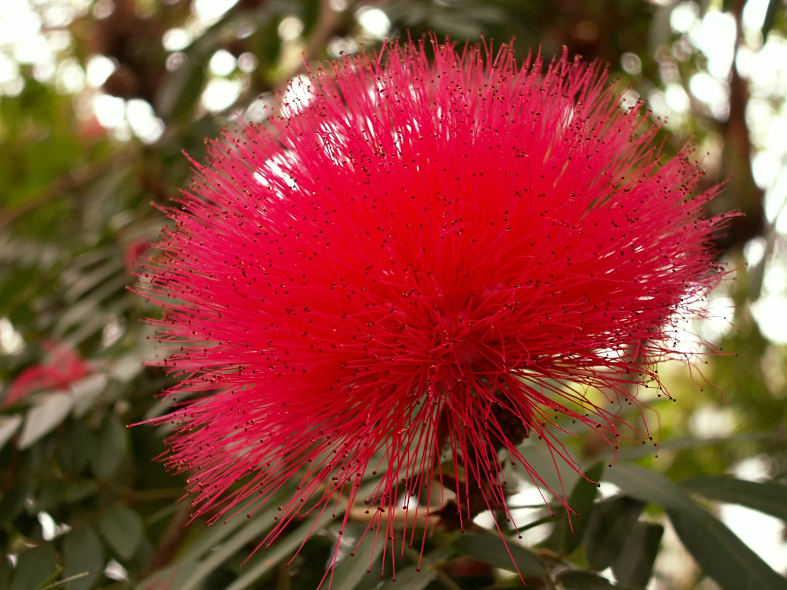 Pink Powder Puff (Calliandra Haematocephala) — which resemble soft powder puffs; regular watering is essential to establish the shrub, although, image 100