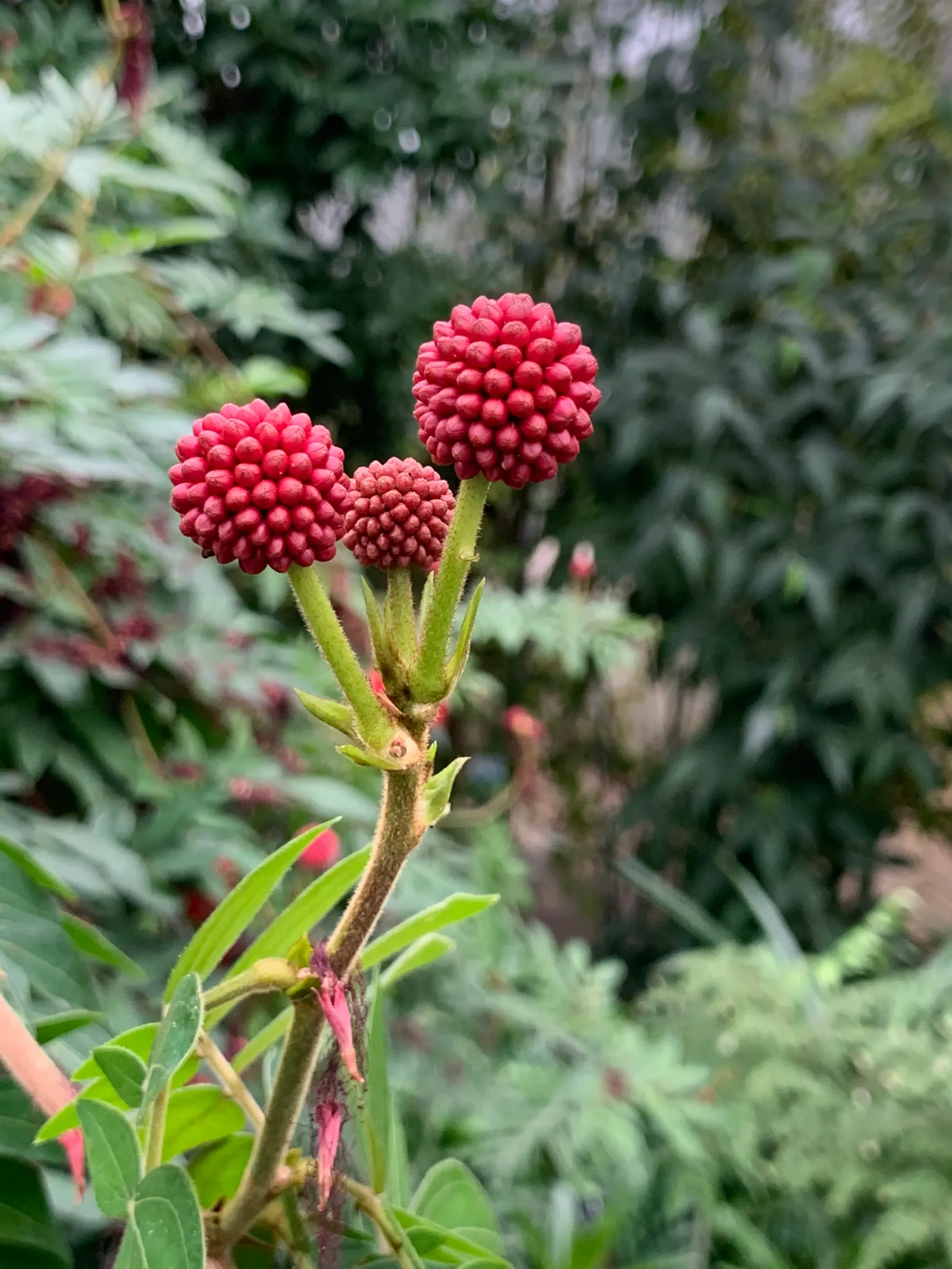 Pink Powder Puff (Calliandra Haematocephala) — while also integrating a habitat-friendly component for local wildlife; red flowers in the garden, image 85