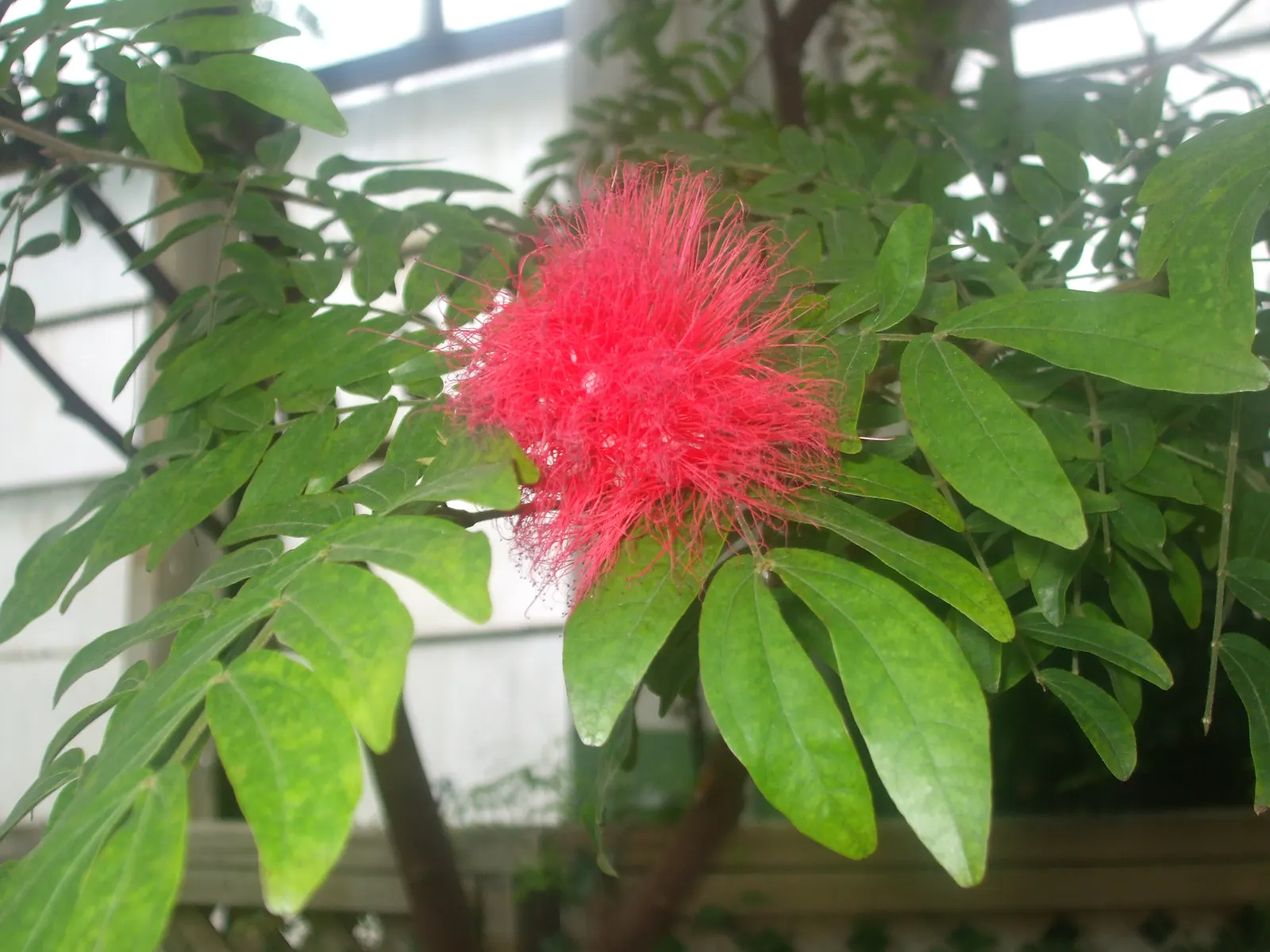 Pink Powder Puff (Calliandra Haematocephala) — Its multi-stemmed habit is often laden with eye-catching fluffy pink flowers; is an enchanting, image 77
