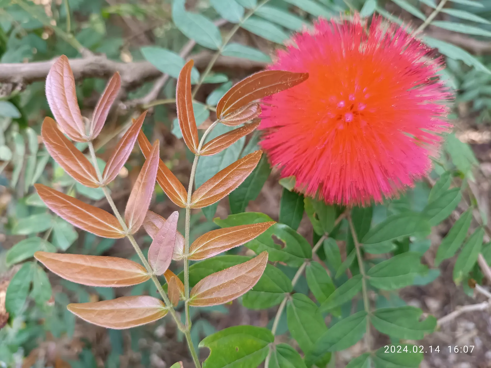 Pink Powder Puff (Calliandra Haematocephala) — and can span up to 3 inches in diameter.<br><br>Hardy in USDA zones 9 through 11; shrub for full, image 79