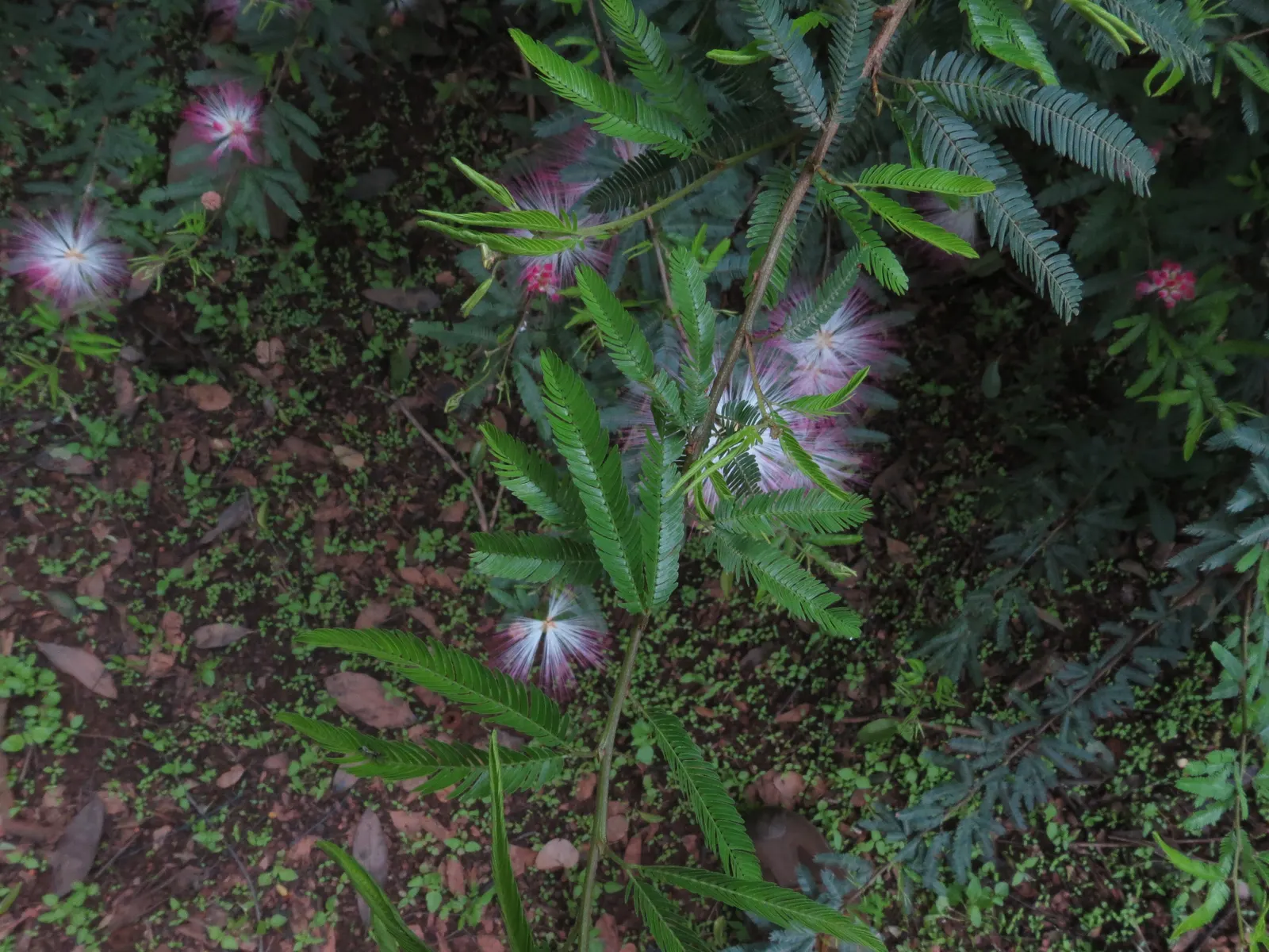 Pink Powder Puff (Calliandra Haematocephala) — is an enchanting evergreen shrub that provides a unique flair to any landscape design; with a, image 140