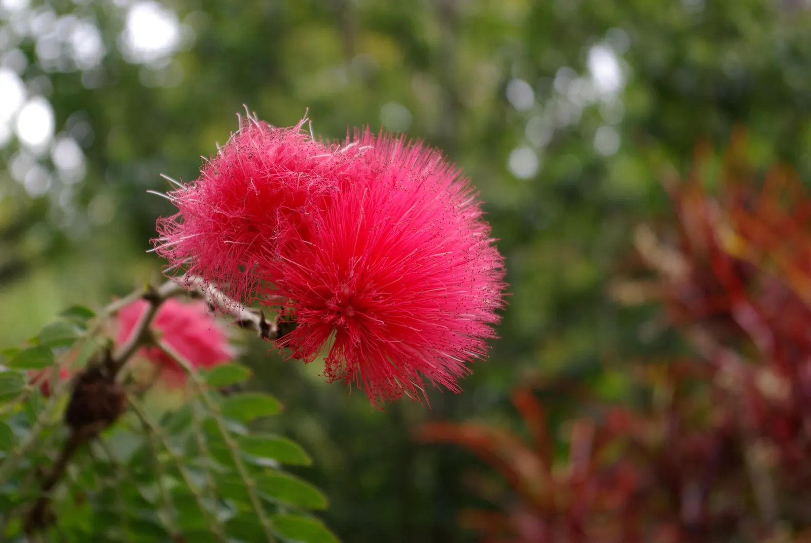 Pink Powder Puff (Calliandra Haematocephala) — this plant boasts a moderate size that can fit well in larger garden spaces; the Pink Powder Puff, image 98