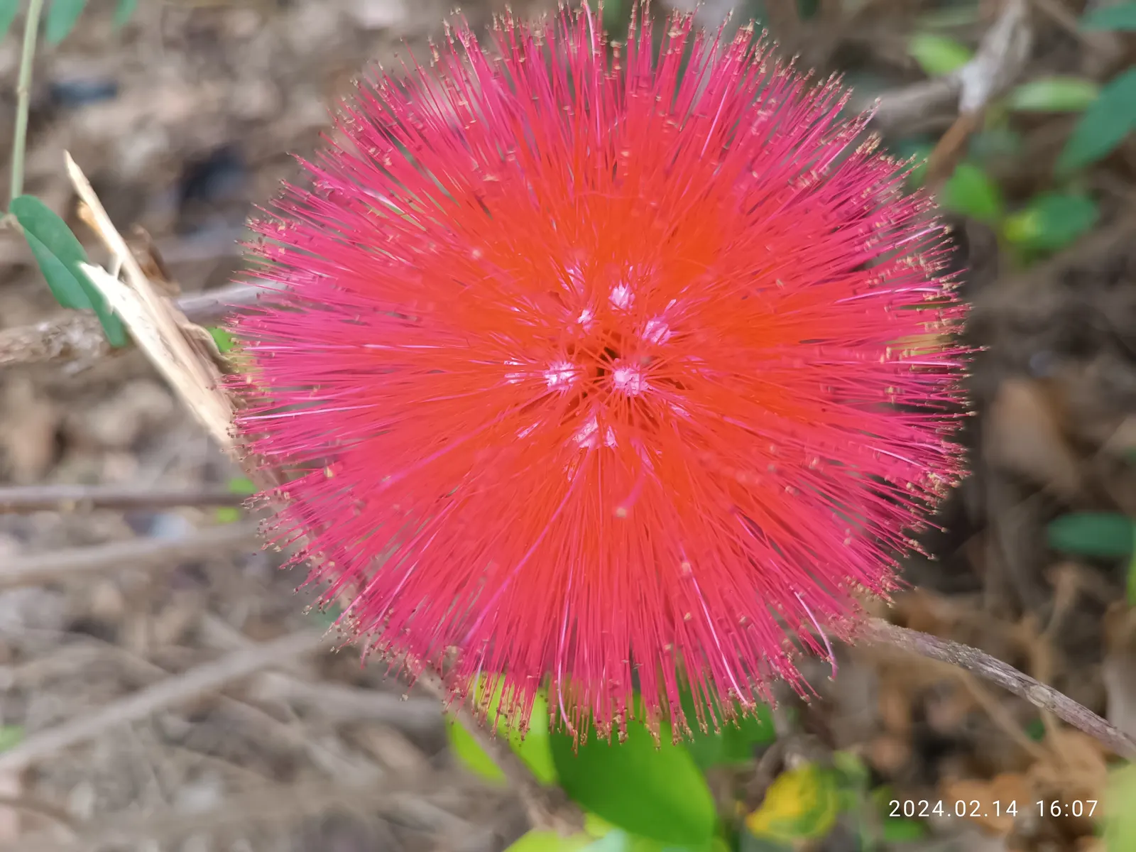 Pink Powder Puff (Calliandra Haematocephala) — this plant boasts a moderate size that can fit well in larger garden spaces; the Pink Powder Puff, image 76