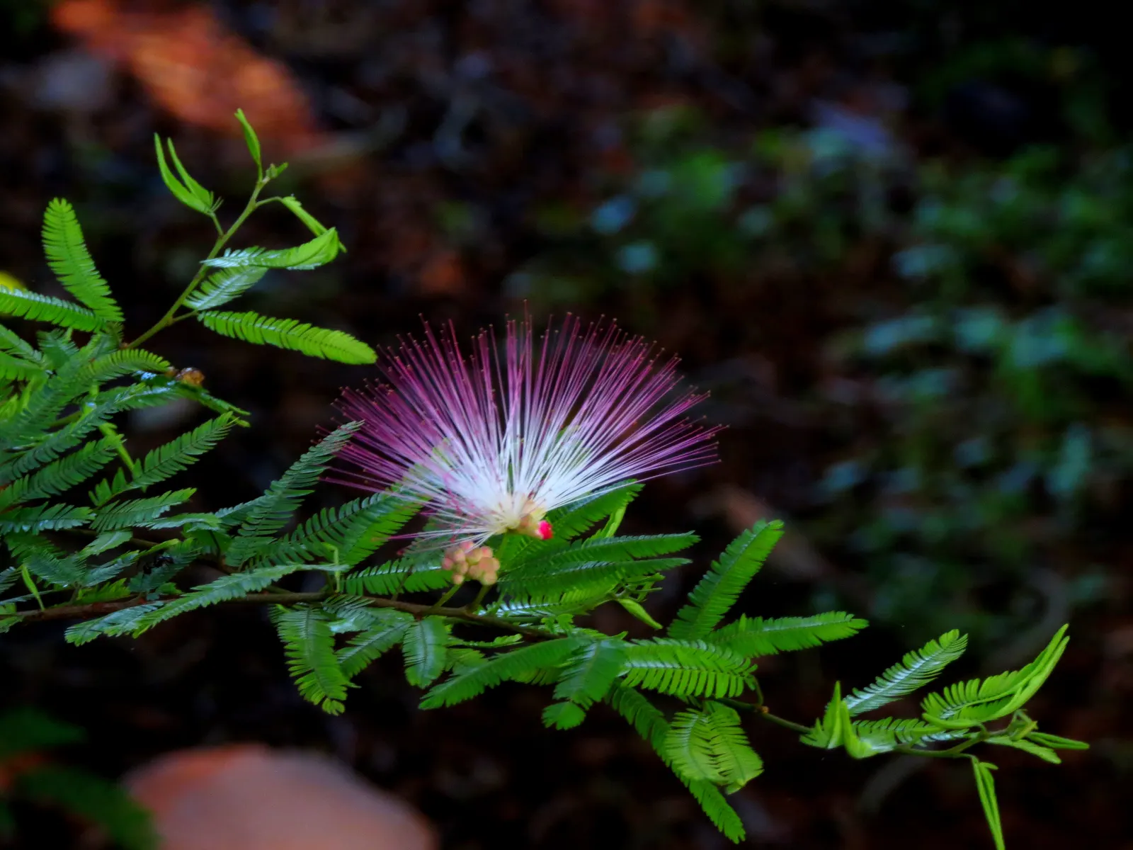 Pink Powder Puff (Calliandra Haematocephala) — The Pink Powder Puff (Calliandra haematocephala) is a tropical