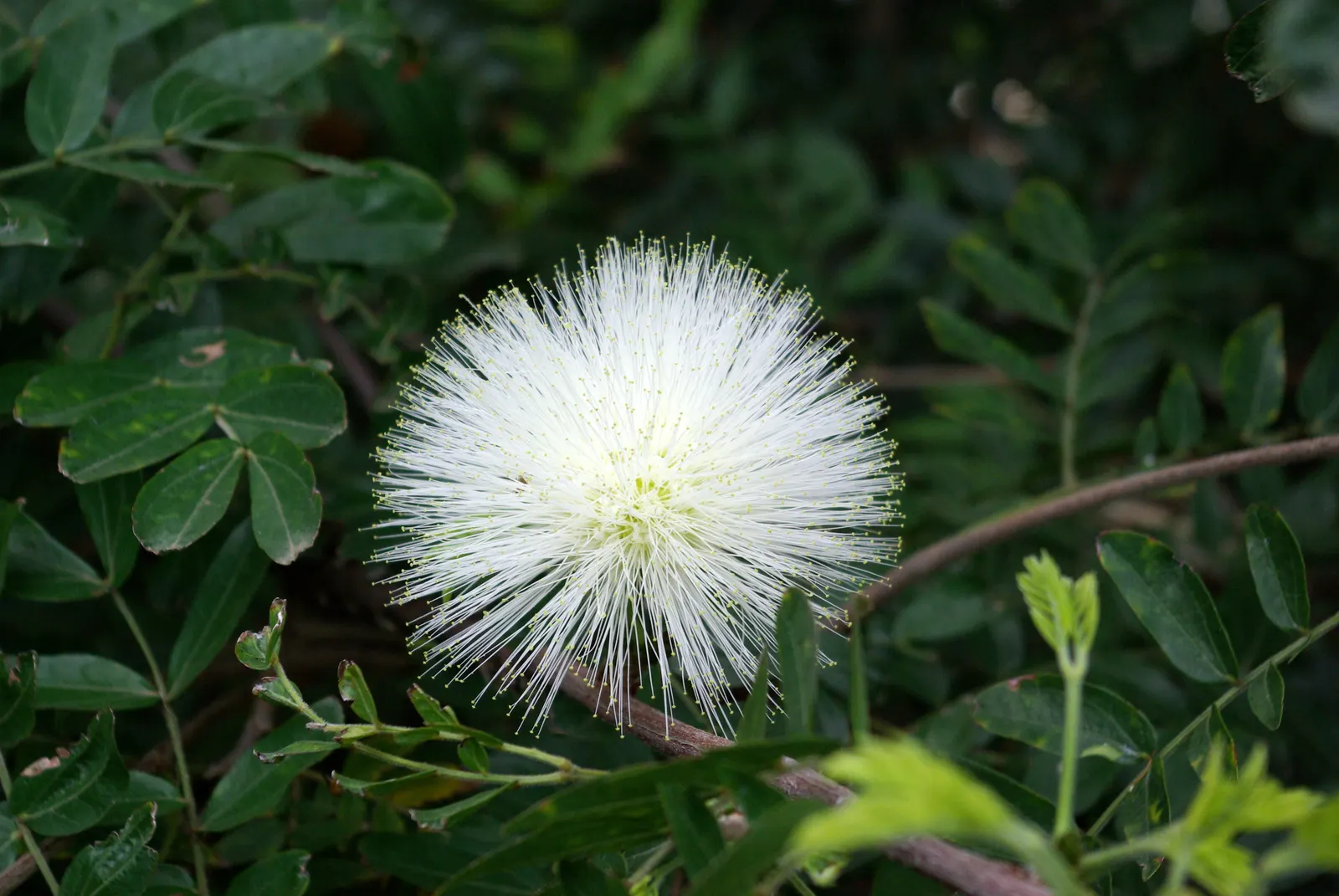 Pink Powder Puff (Calliandra Haematocephala) — shrub with red blooms; which resemble soft powder puffs, image 87