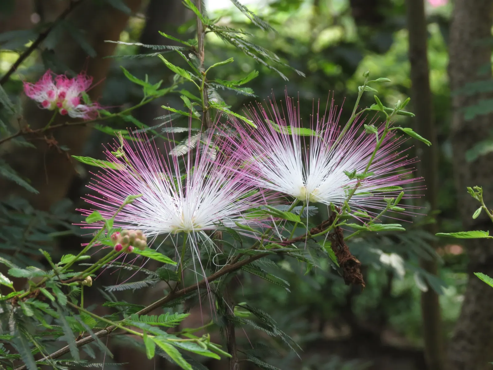 Pink Powder Puff (Calliandra Haematocephala) — Prune to maintain shape and encourage dense foliage; this plant boasts a moderate size that can fit, image 137