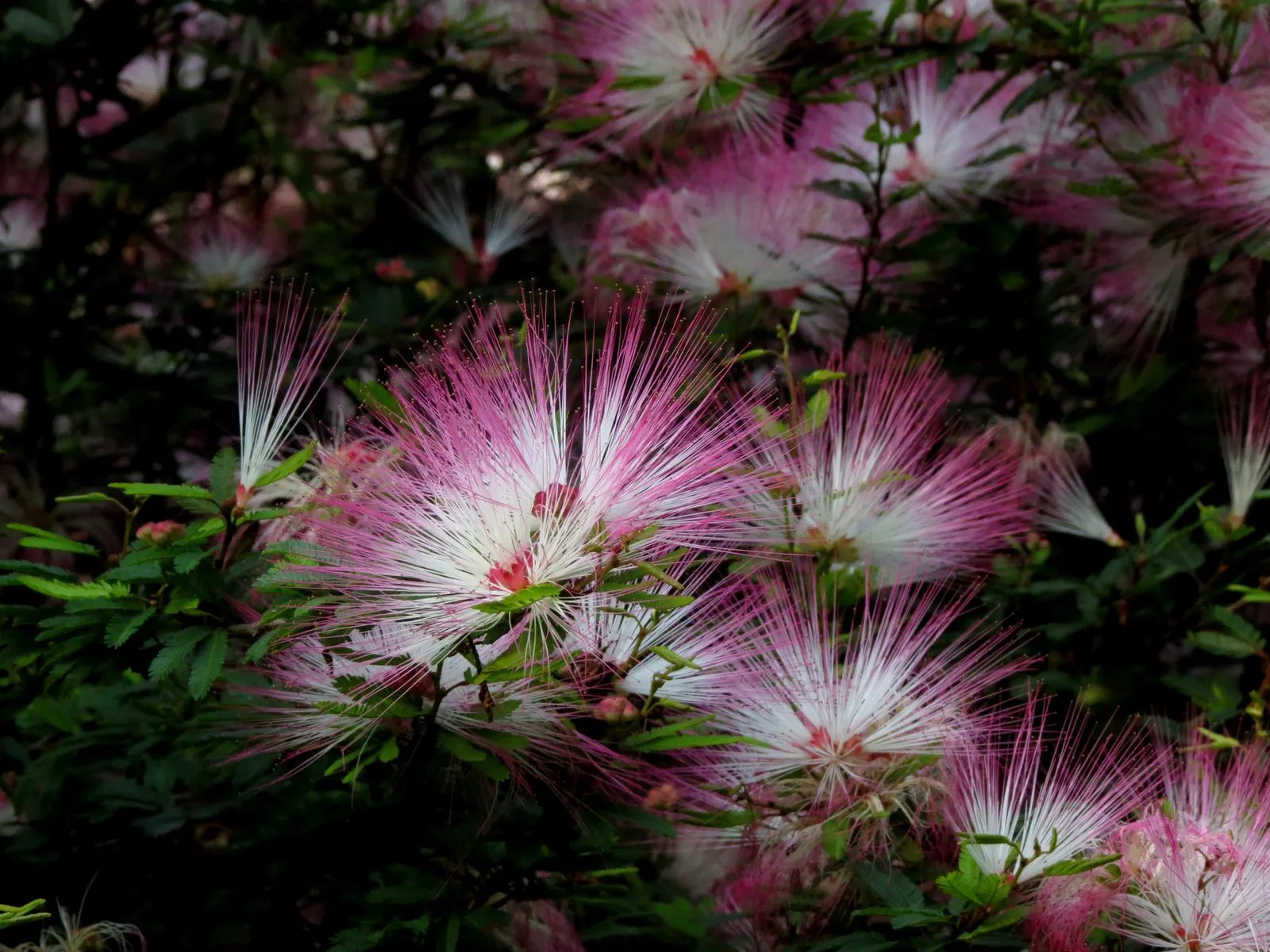Pink Powder Puff (Calliandra Haematocephala) — Prune to maintain shape and encourage dense foliage; this plant boasts a moderate size that can fit, image 159