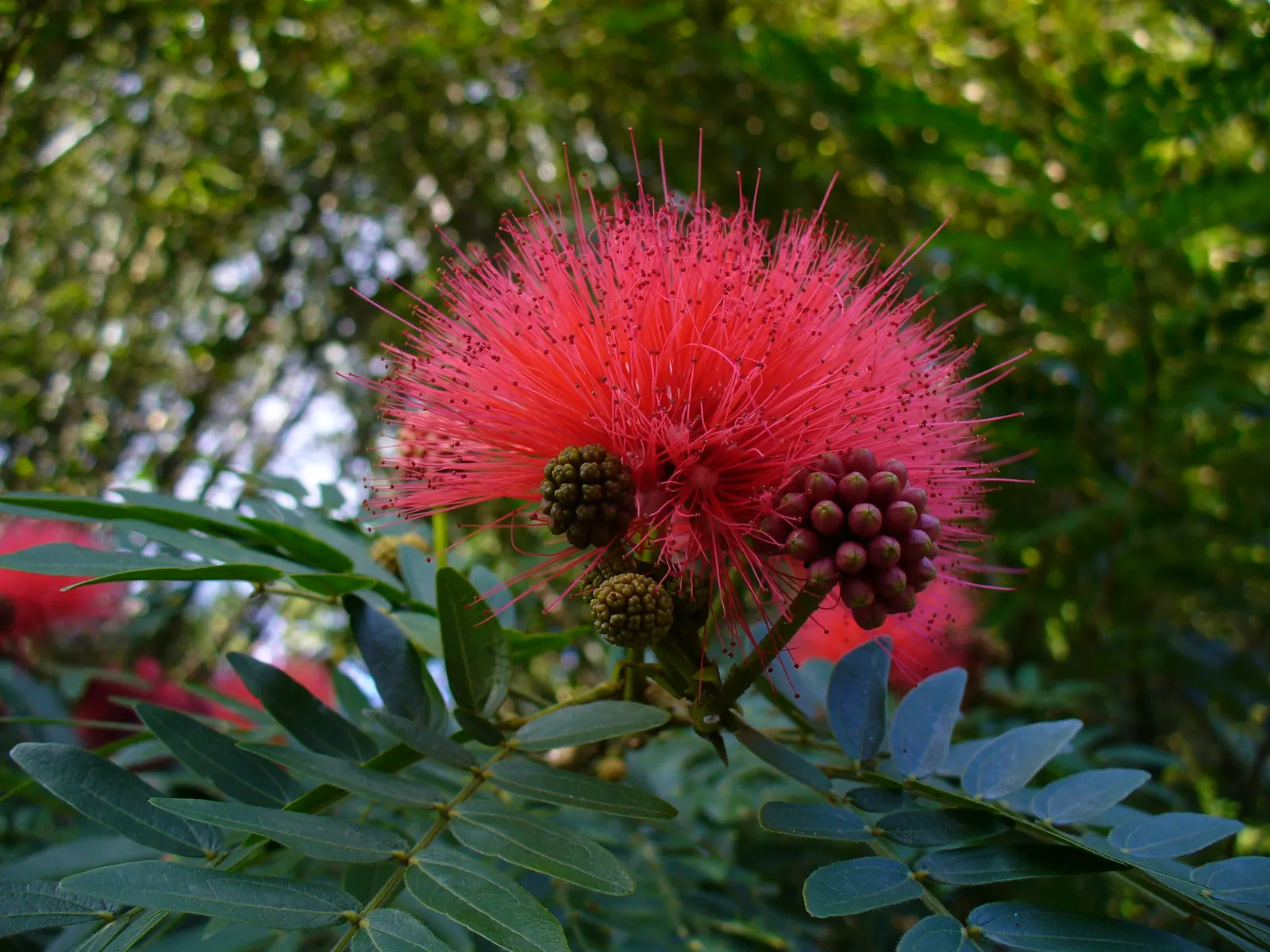 Pink Powder Puff (Calliandra Haematocephala) — It's an ideal choice for clients interested in attracting pollinators; hardy to USDA Zone 9, it's a, image 83