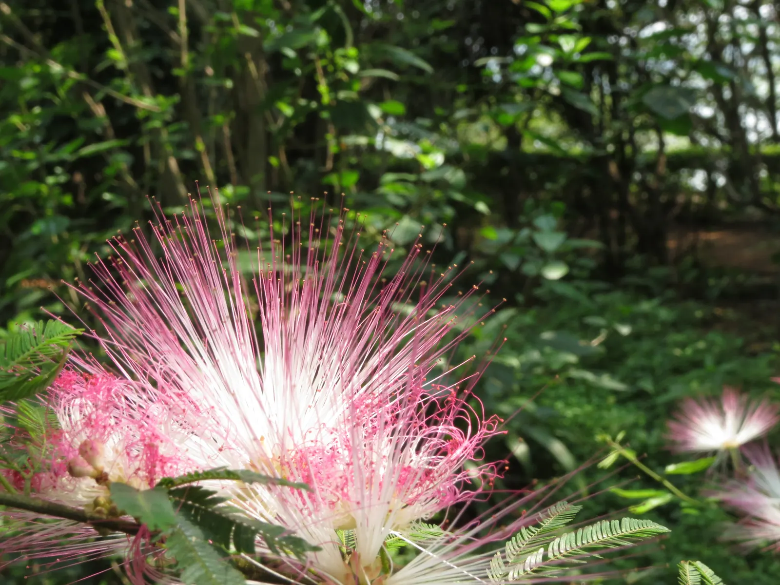 Pink Powder Puff (Calliandra Haematocephala) — Its multi-stemmed habit is often laden with eye-catching fluffy pink flowers; is an enchanting, image 143