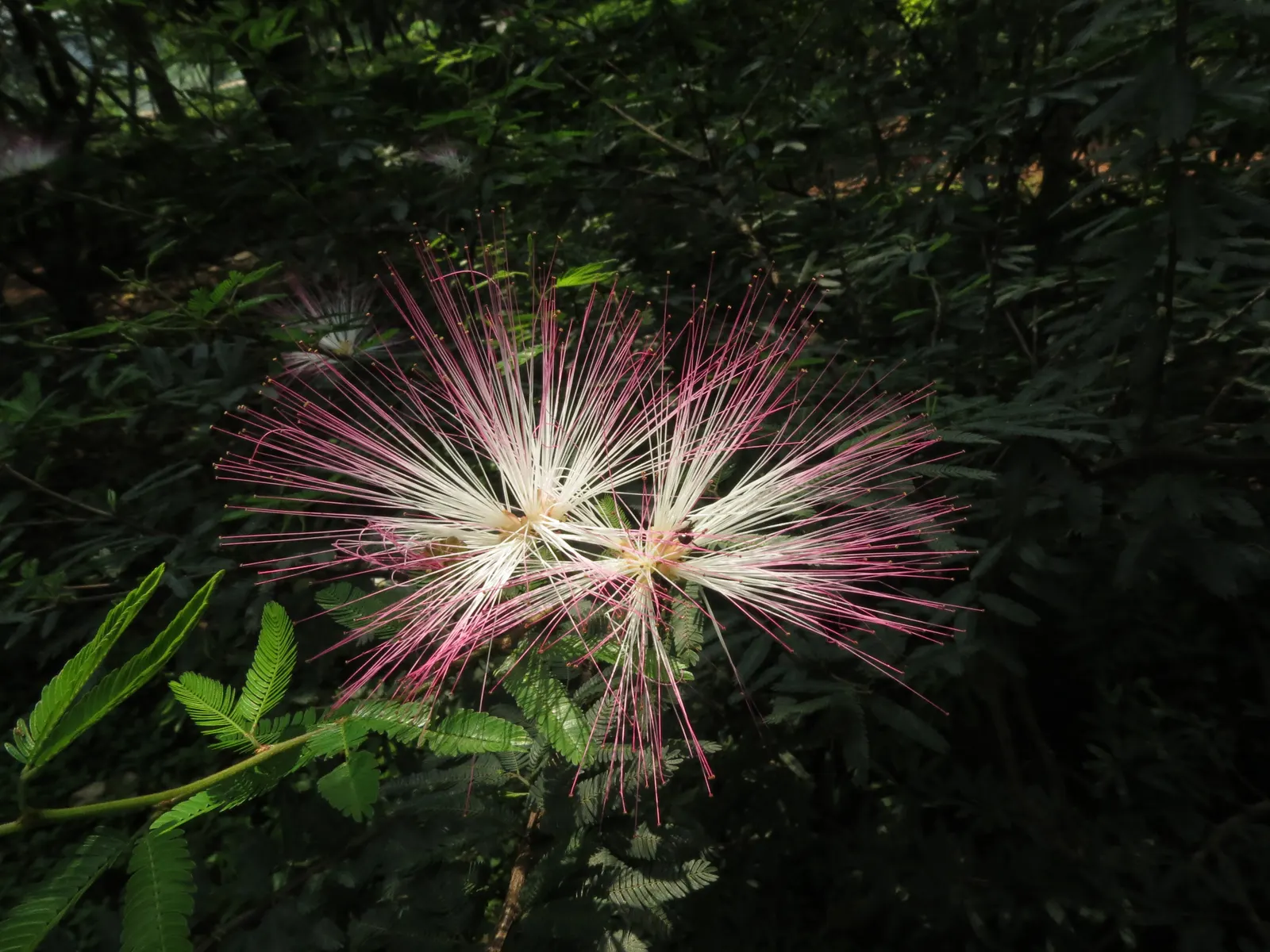Pink Powder Puff (Calliandra Haematocephala) — which resemble soft powder puffs; regular watering is essential to establish the shrub, although, image 166
