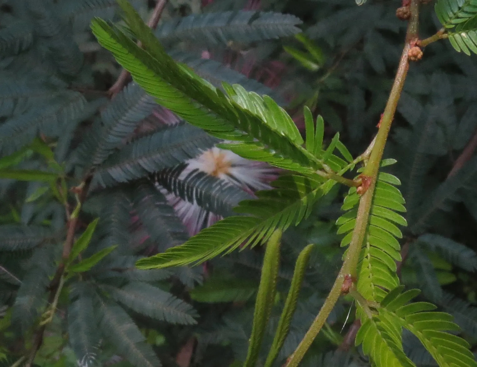 Pink Powder Puff (Calliandra Haematocephala) — With a typical growth height between 10 to 15 feet and a spread of 6 to 10 feet; providing a nearly, image 163