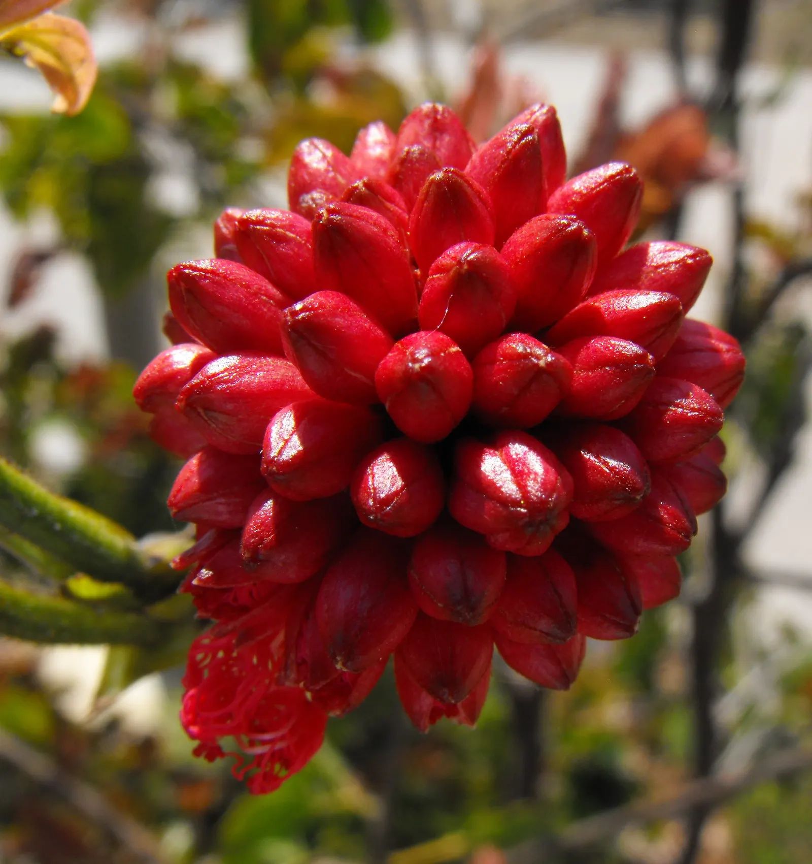 Pink Powder Puff (Calliandra Haematocephala) — providing a nearly year-round display of vibrant color and texture; shrub with red blooms, image 82