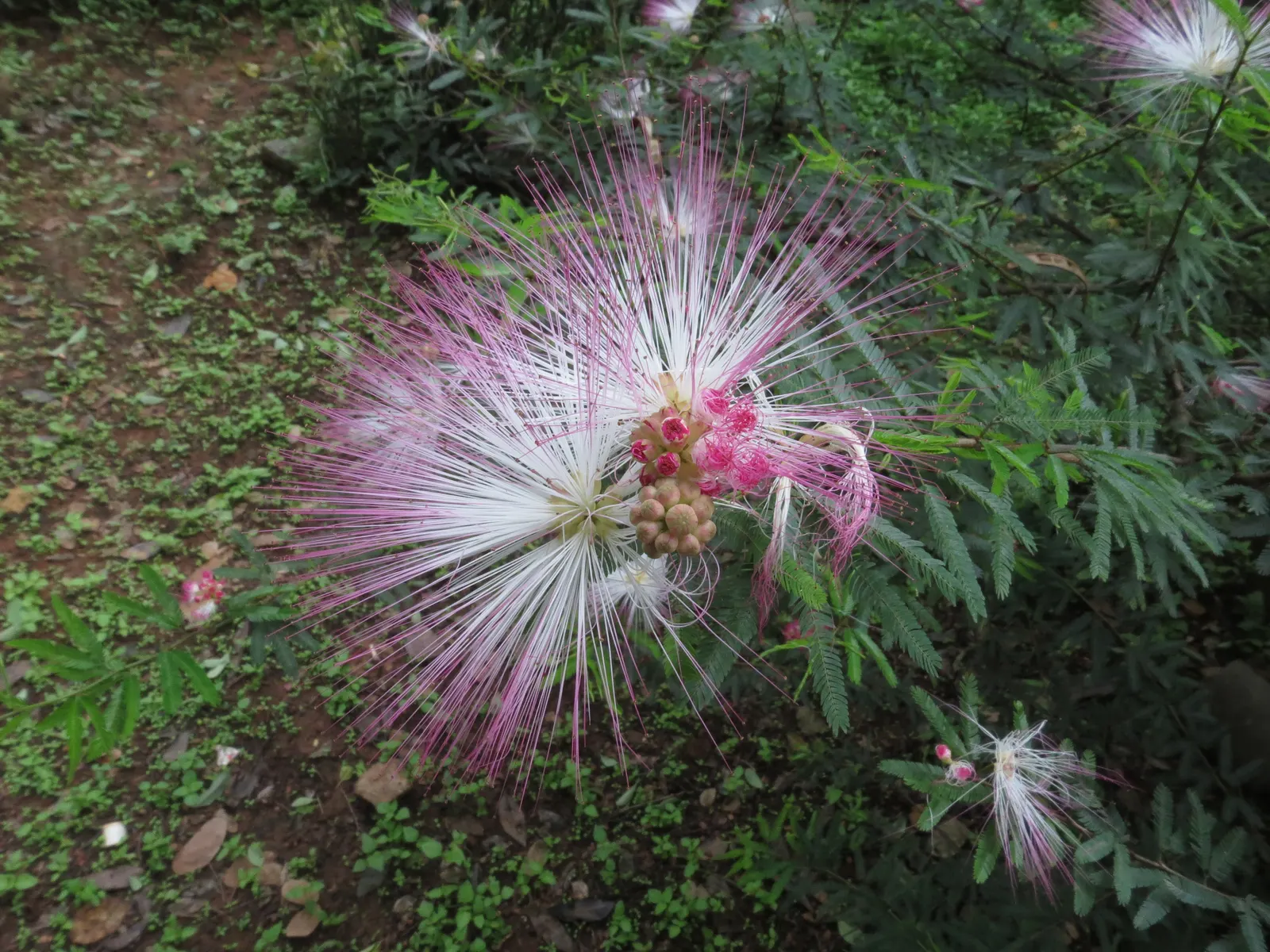 Pink Powder Puff (Calliandra Haematocephala) — which resemble soft powder puffs; regular watering is essential to establish the shrub, although, image 144