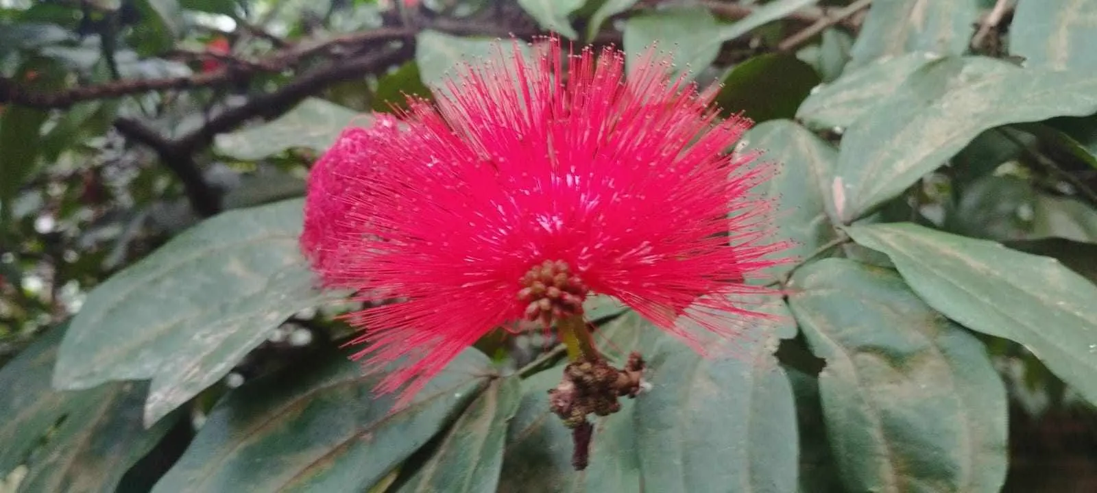 Pink Powder Puff (Calliandra Haematocephala) — red flowers in the garden; prune to maintain shape and encourage dense foliage, image 86