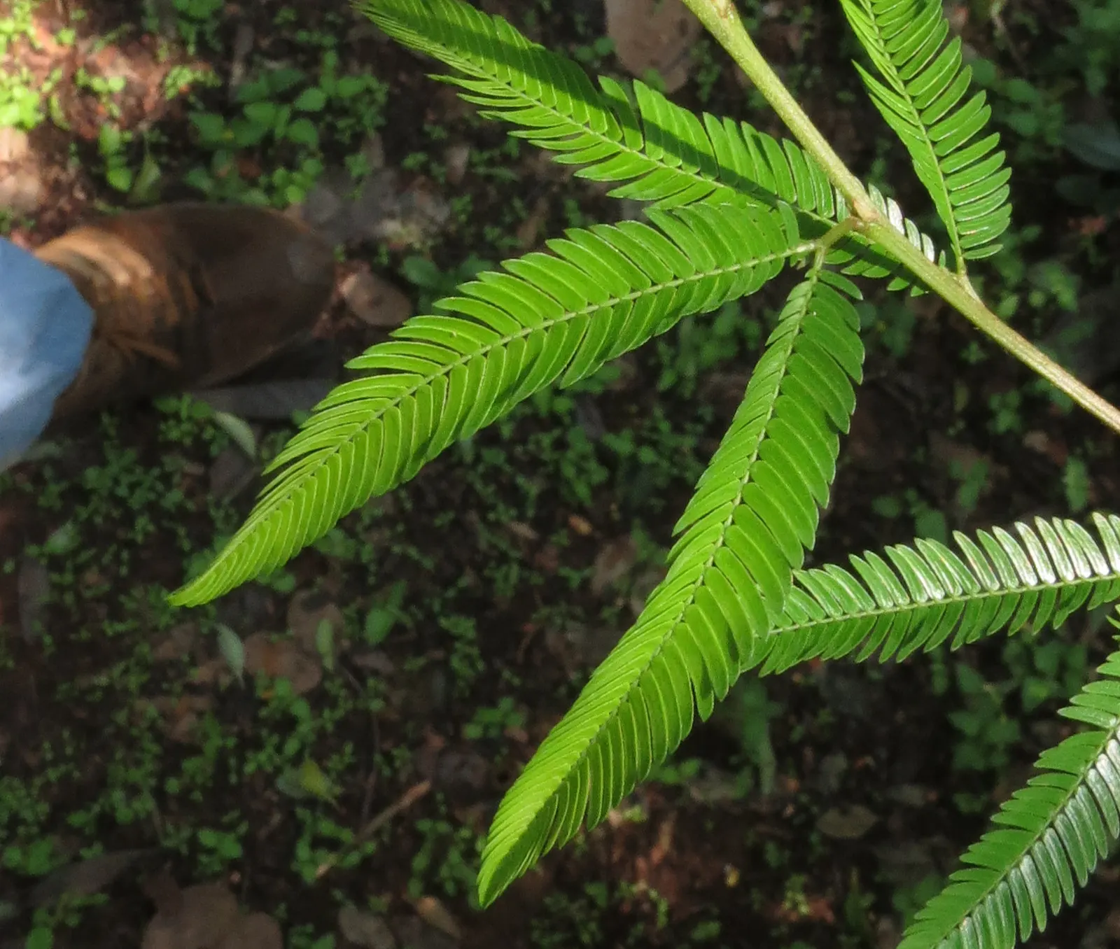Pink Powder Puff (Calliandra Haematocephala) — With a typical growth height between 10 to 15 feet and a spread of 6 to 10 feet; providing a nearly, image 141