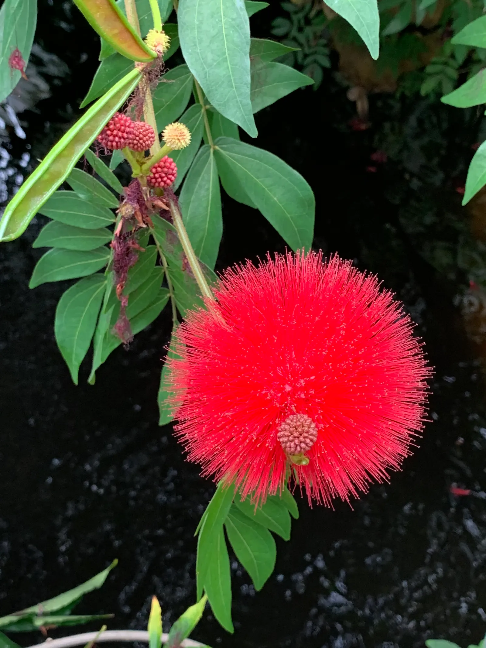 Pink Powder Puff (Calliandra Haematocephala) — Regular watering is essential to establish the shrub, although once matured, it can handle, image 81
