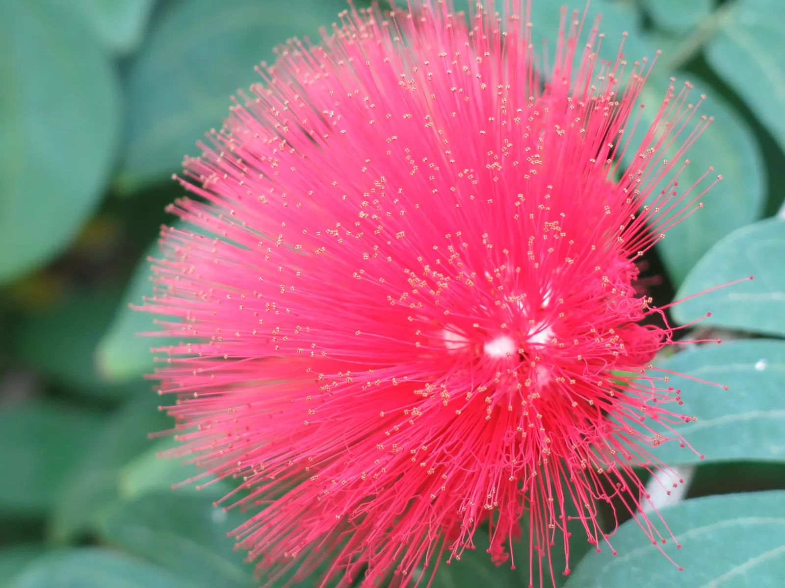 Pink Powder Puff (Calliandra Haematocephala) — Prefers full sun to partial shade and well-drained soil; this eye-catcher reaches 10-15 feet in, image 92