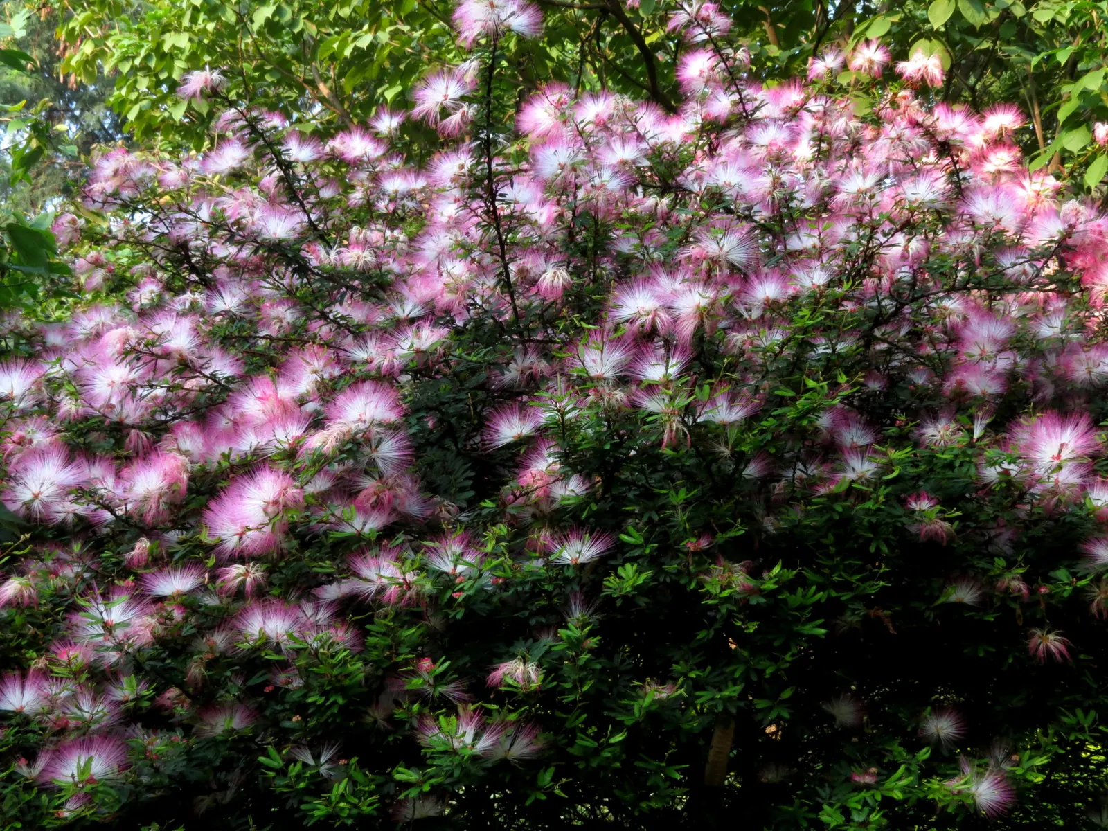 Pink Powder Puff (Calliandra Haematocephala) — scientifically known as Calliandra haematocephala; pom-pom-like blooms that span up to 3 inches, image 139