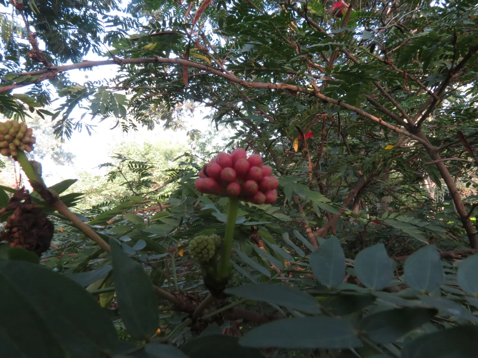 Pink Powder Puff (Calliandra Haematocephala) — Hardy to USDA Zone 9, it's a stunning choice for warm climates; it's an ideal choice for clients, image 160