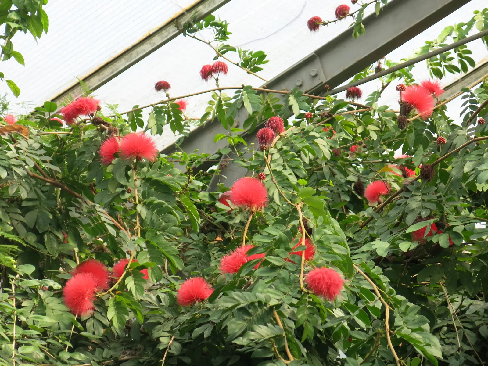 Pink Powder Puff (Calliandra Haematocephala) — This eye-catcher reaches 10-15 feet in height and spread, adding a soft, feathery texture to gardens, image 91
