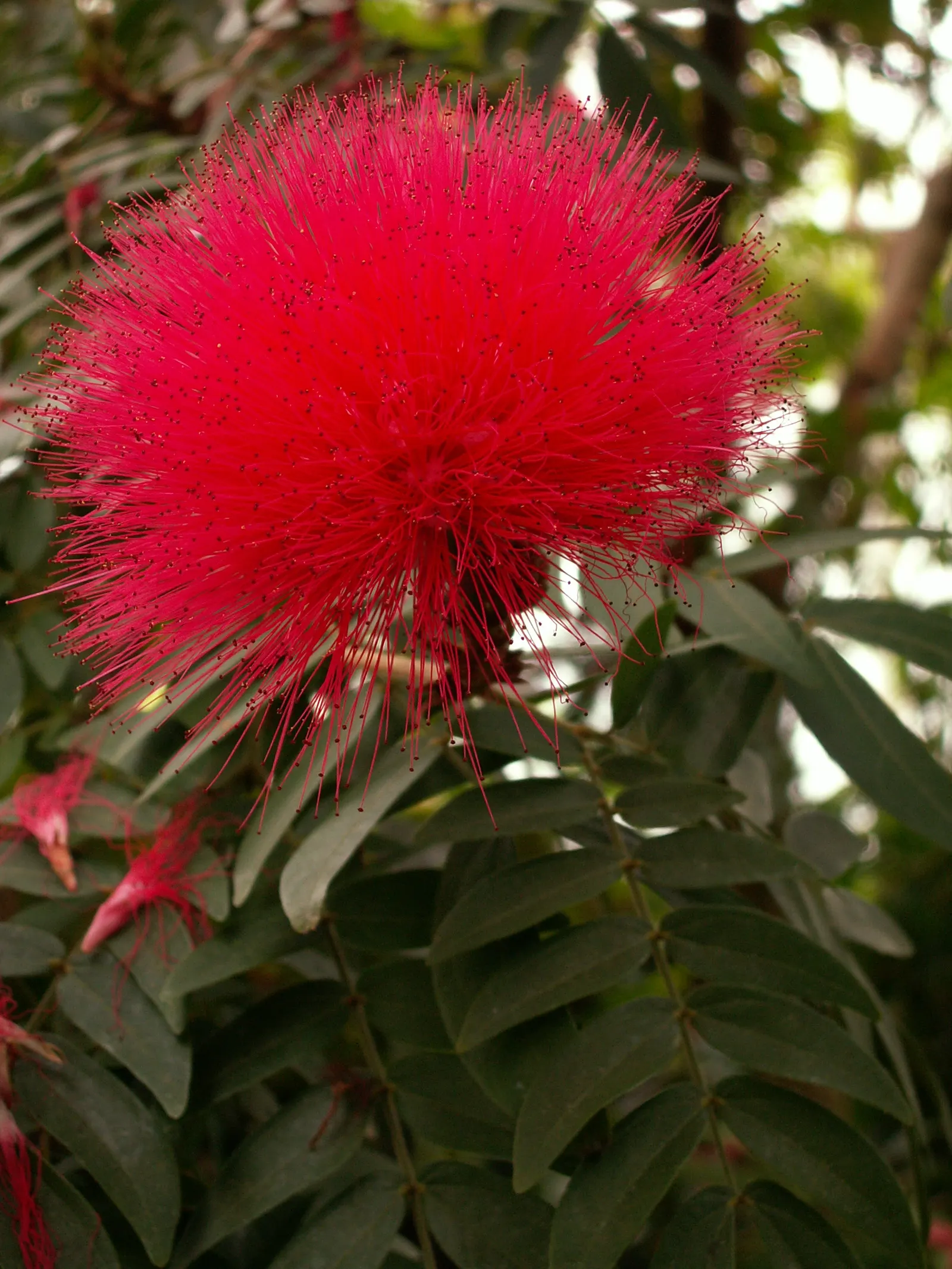 Pink Powder Puff (Calliandra Haematocephala) — is an enchanting evergreen shrub that provides a unique flair to any landscape design; with a, image 96