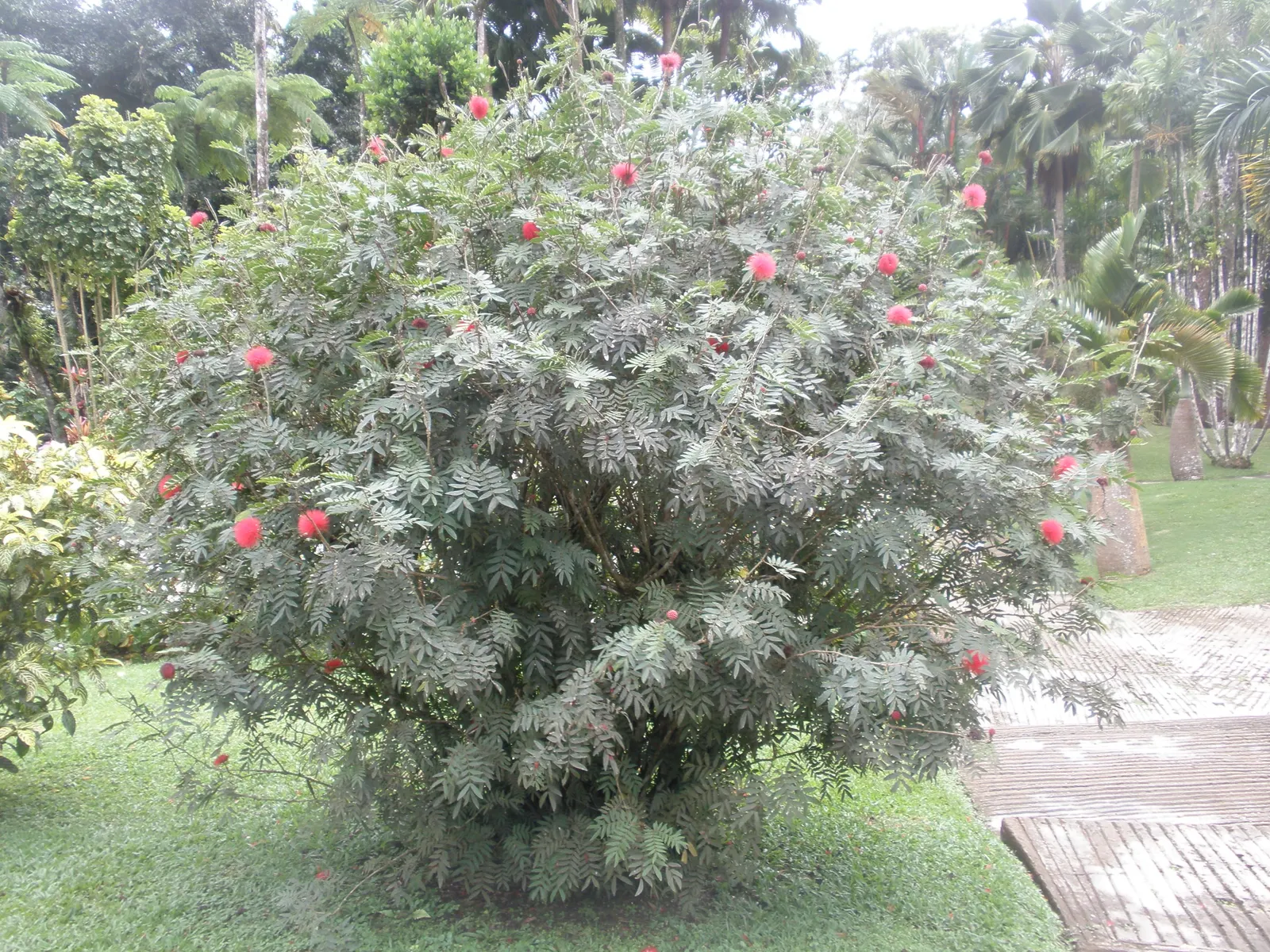Pink Powder Puff (Calliandra Haematocephala) — With a typical growth height between 10 to 15 feet and a spread of 6 to 10 feet; providing a nearly, image 75